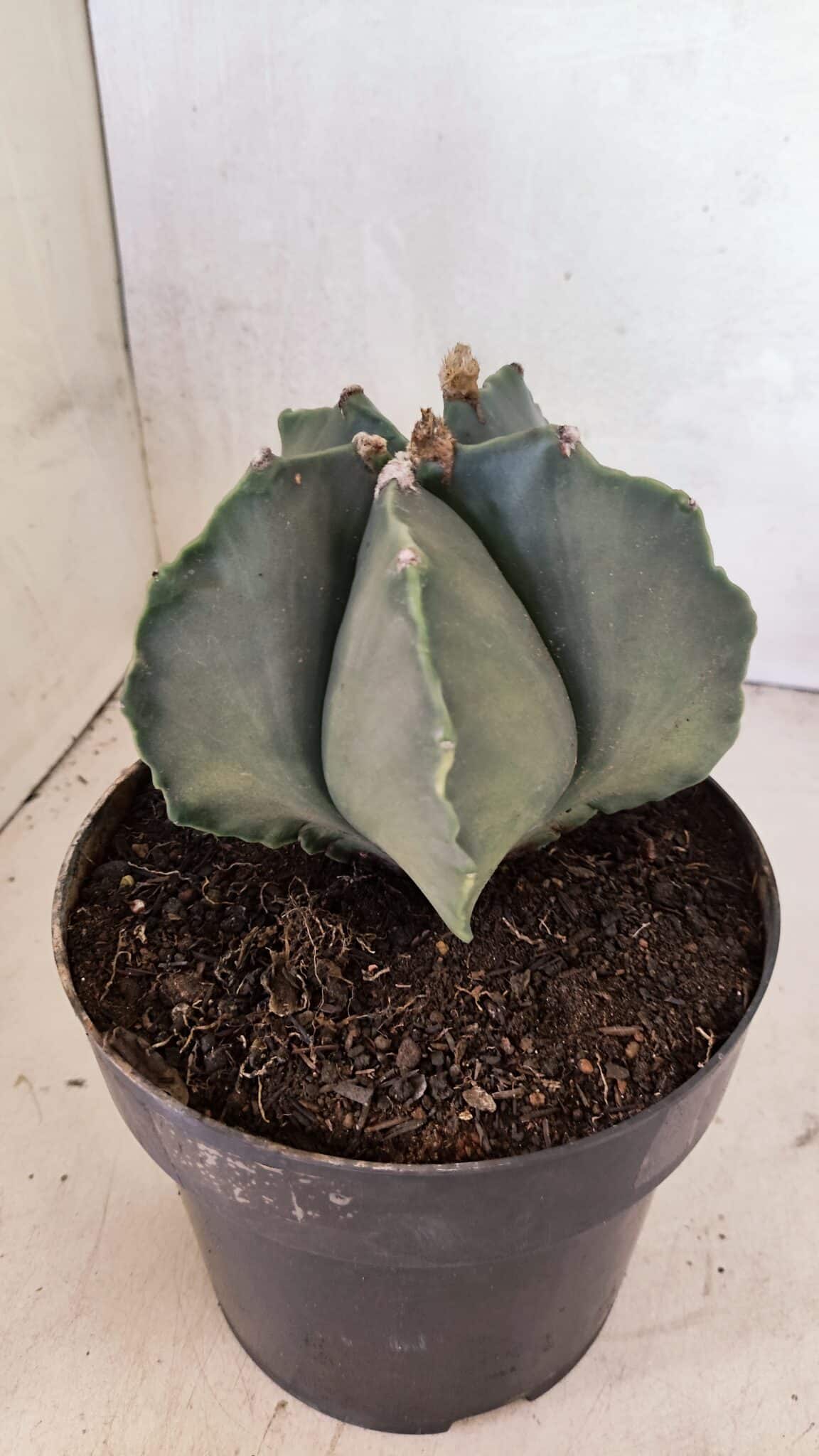 MATRIZ ASTROPHYTUM Myriostigma Nº 1134 – vaso 17 - foto 7