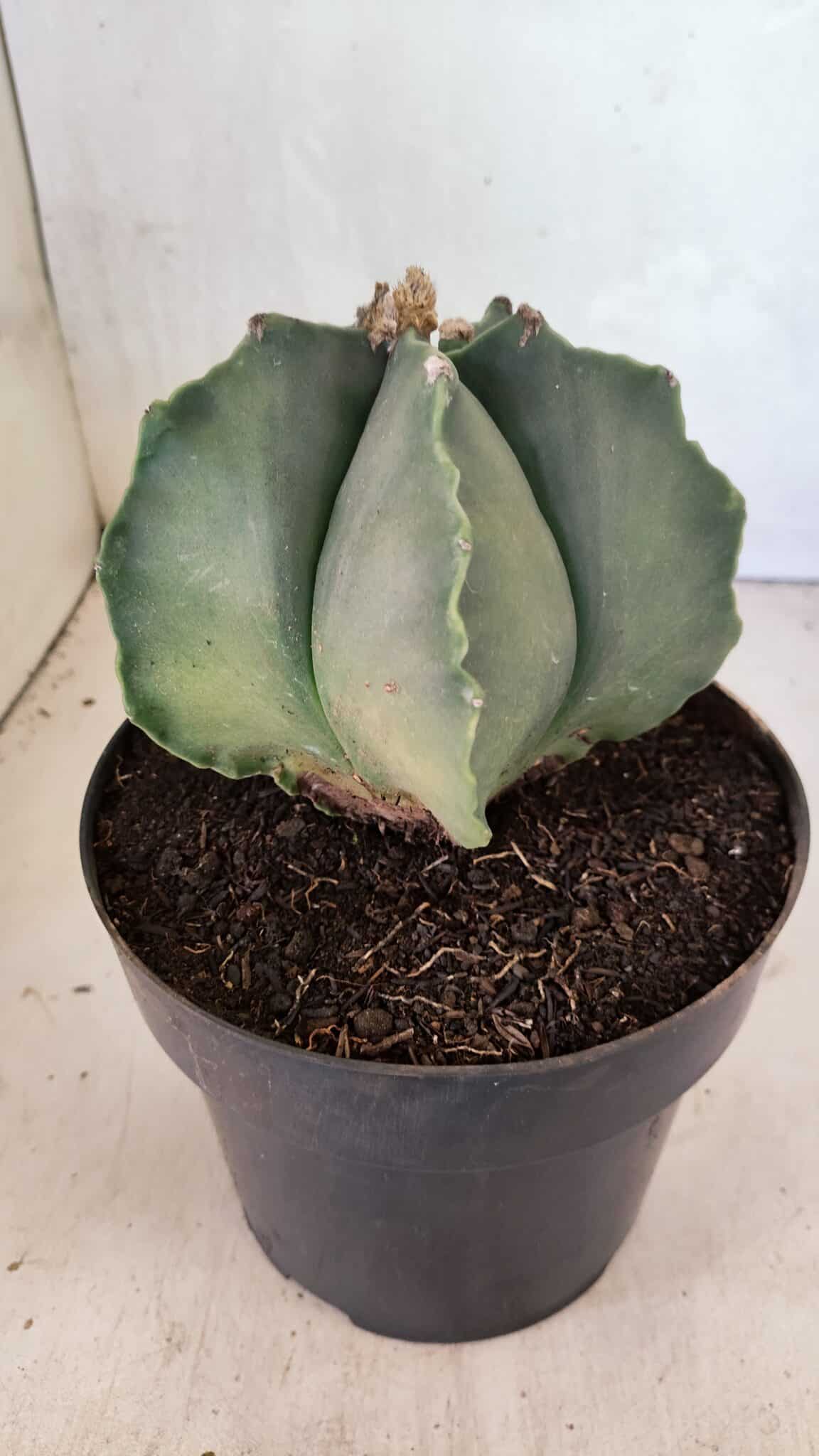 MATRIZ ASTROPHYTUM Myriostigma Nº 1134 – vaso 17 - foto 6