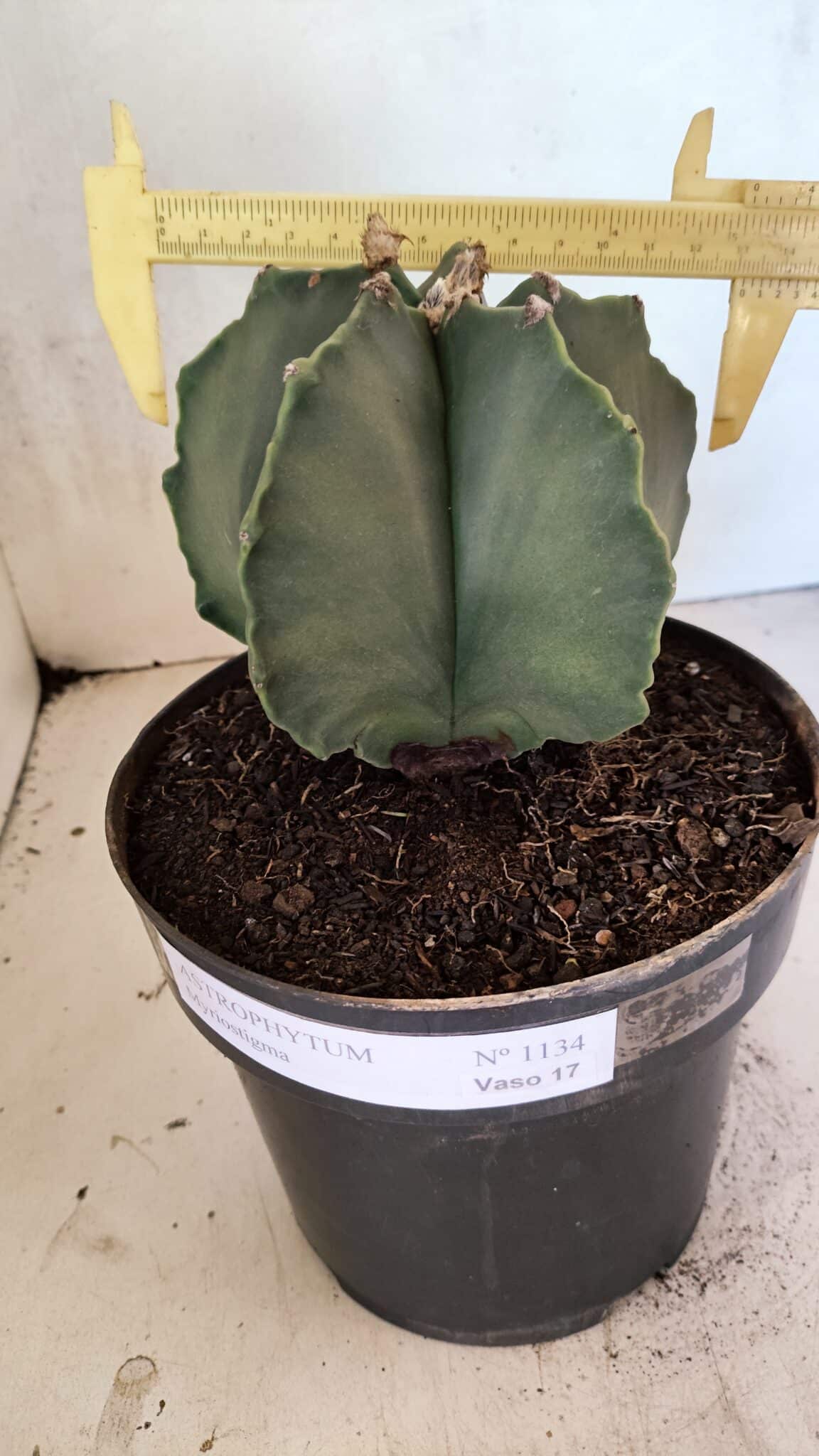 MATRIZ ASTROPHYTUM Myriostigma Nº 1134 – vaso 17 - foto 4