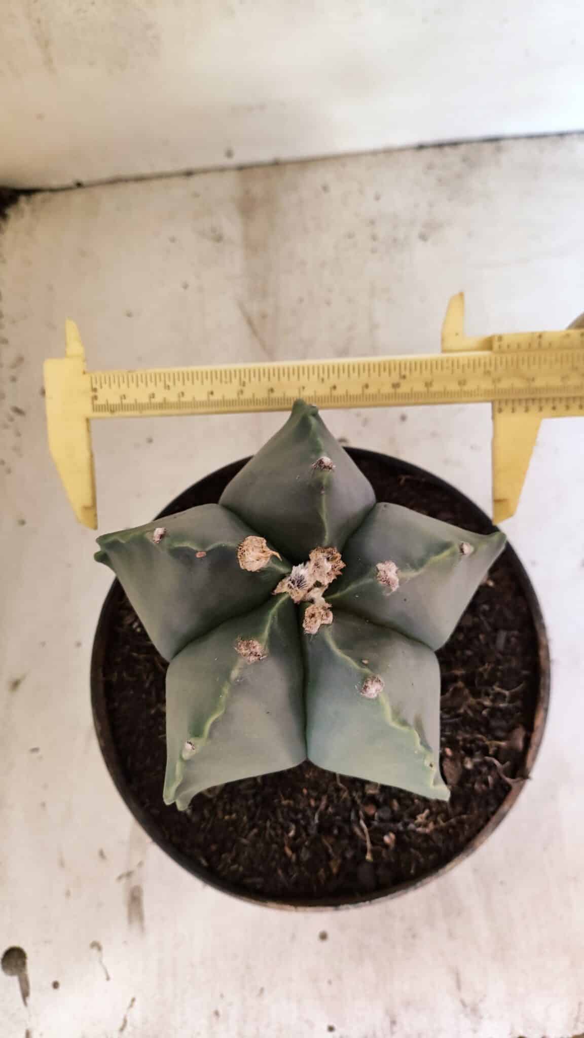 MATRIZ ASTROPHYTUM Myriostigma Nº 1134 – vaso 17 - foto 5
