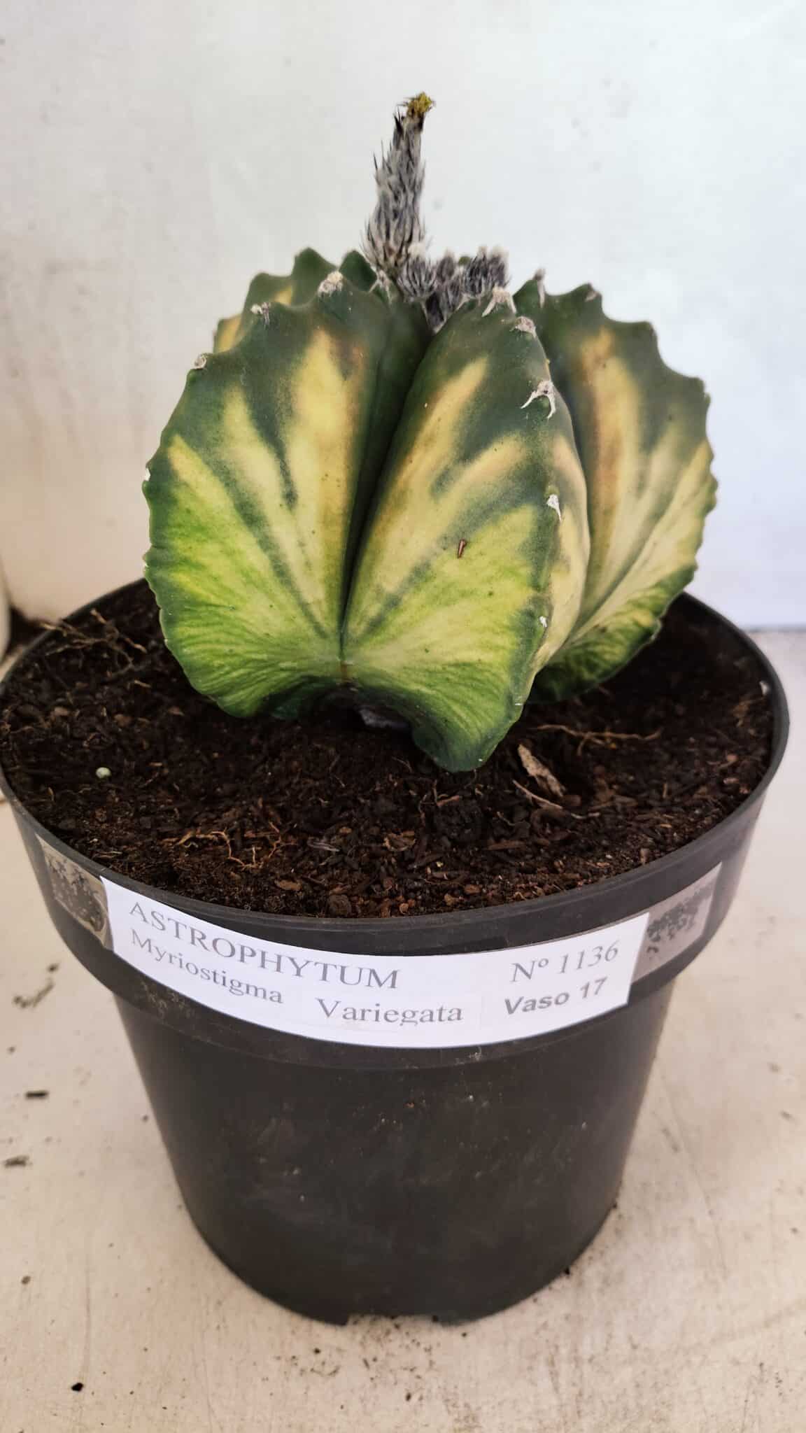 MATRIZ ASTROPHYTUM Myriostigma "VARIEGATA" Nº 1136 – vaso 17 - foto 2