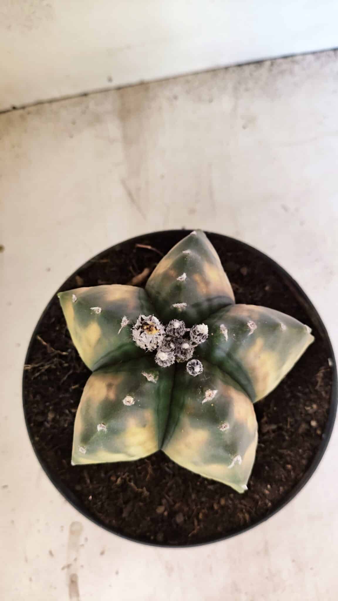 MATRIZ ASTROPHYTUM Myriostigma "VARIEGATA" Nº 1136 – vaso 17 - foto 7