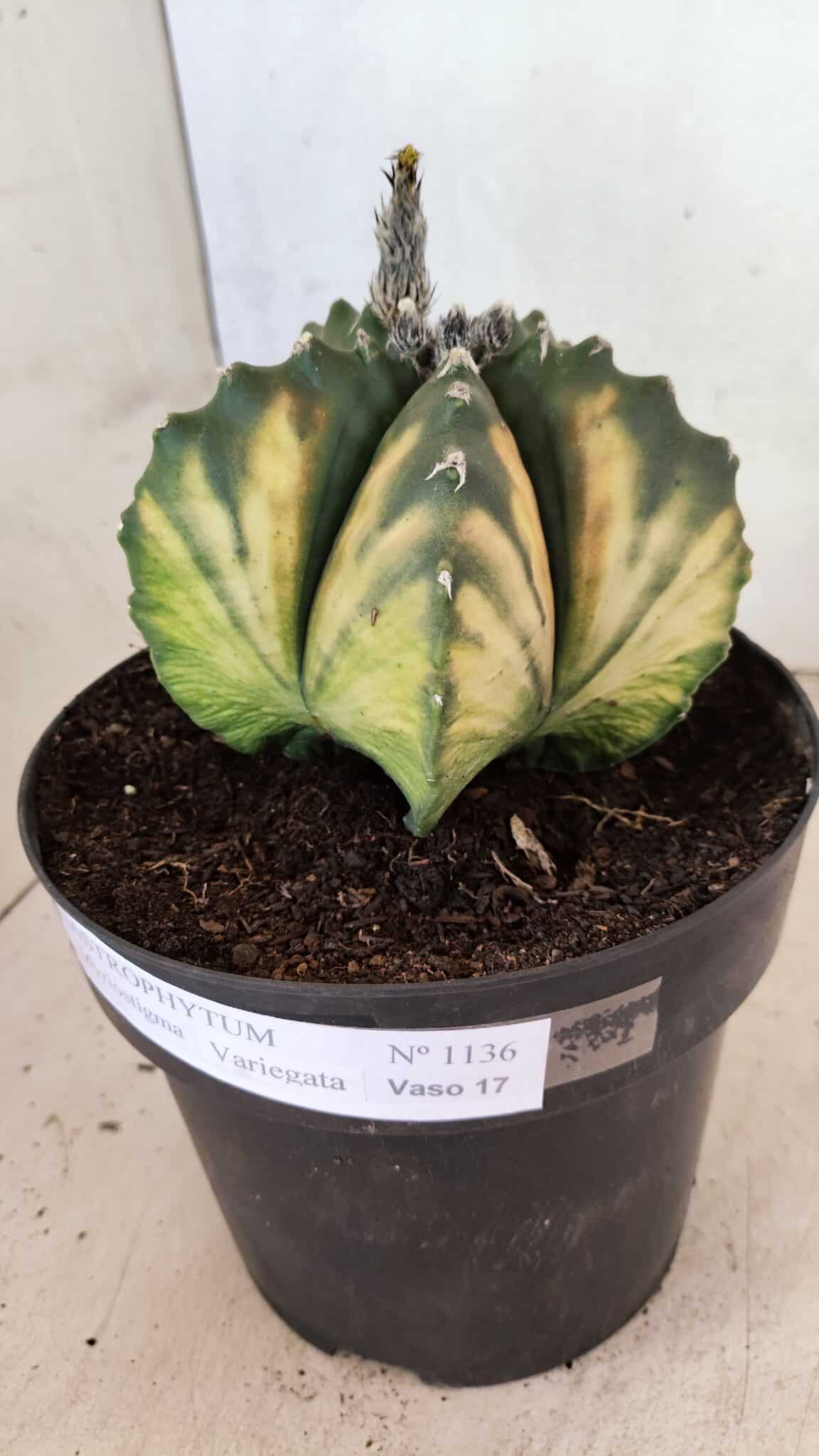 MATRIZ ASTROPHYTUM Myriostigma "VARIEGATA" Nº 1136 – vaso 17 - foto 9
