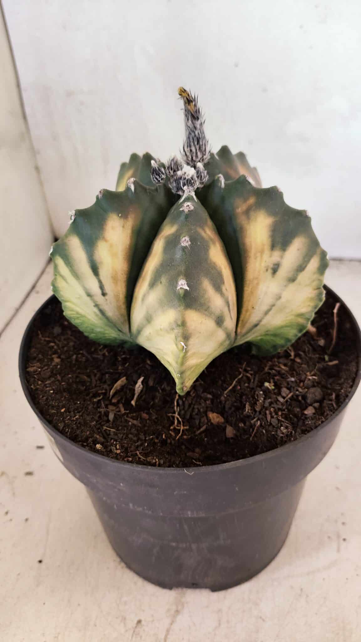 MATRIZ ASTROPHYTUM Myriostigma "VARIEGATA" Nº 1136 – vaso 17 - foto 8
