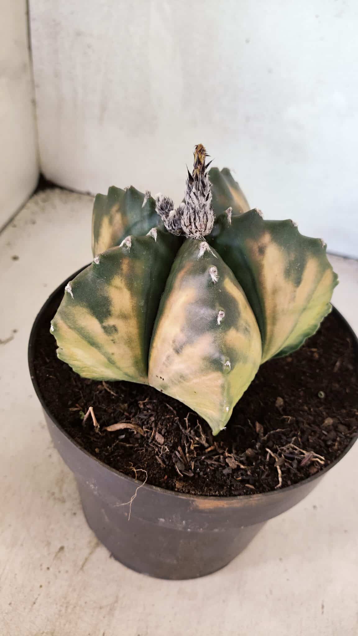 MATRIZ ASTROPHYTUM Myriostigma "VARIEGATA" Nº 1136 – vaso 17 - foto 6