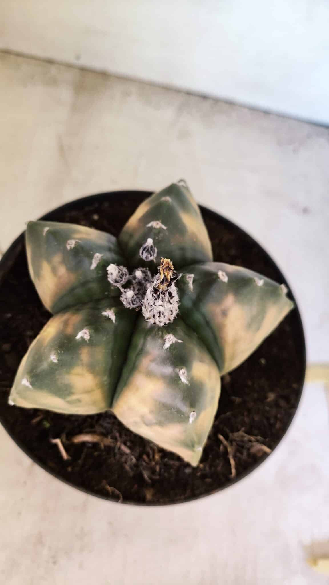 MATRIZ ASTROPHYTUM Myriostigma "VARIEGATA" Nº 1136 – vaso 17 - foto 3