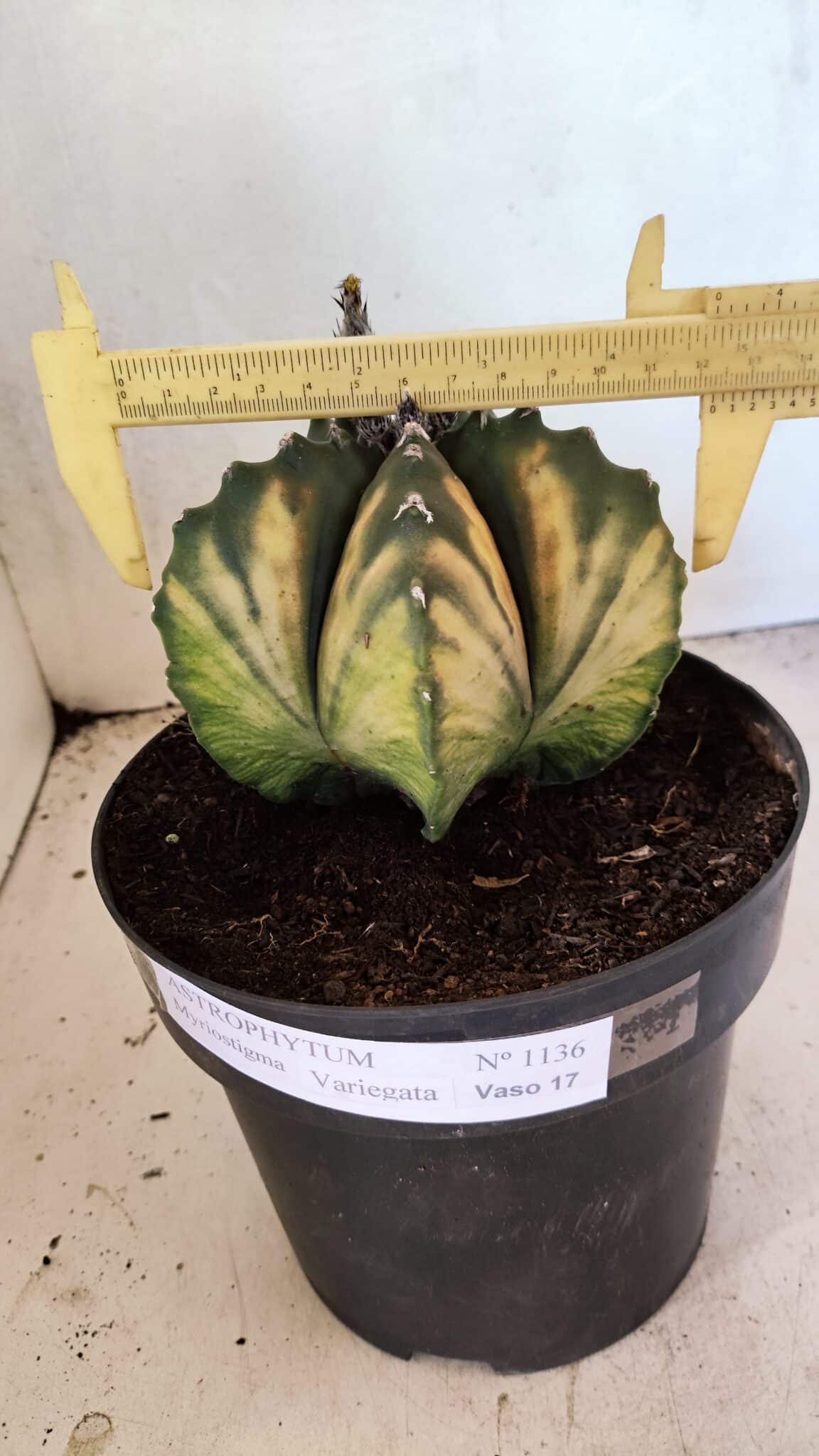MATRIZ ASTROPHYTUM Myriostigma "VARIEGATA" Nº 1136 – vaso 17 - foto 4