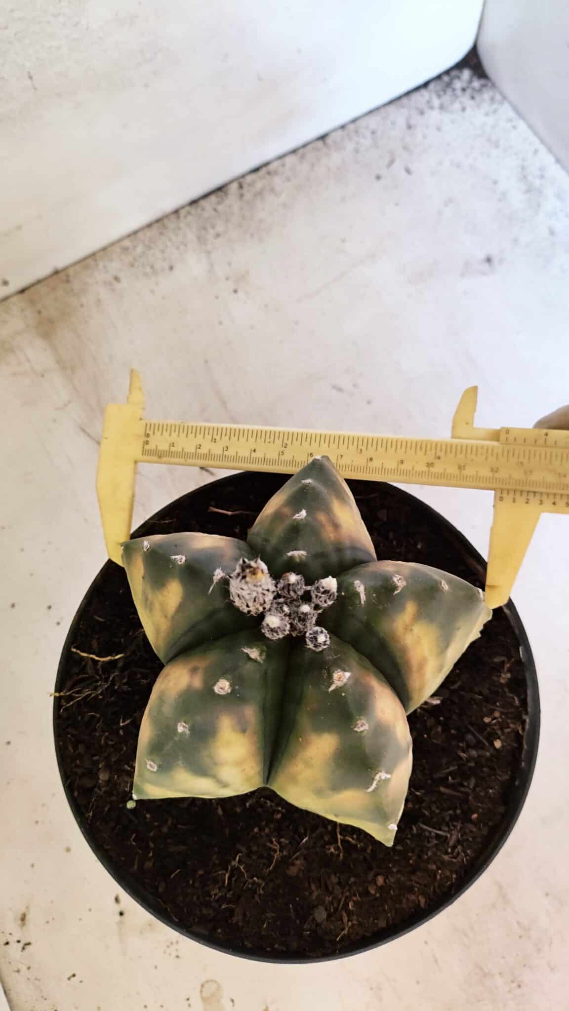 MATRIZ ASTROPHYTUM Myriostigma "VARIEGATA" Nº 1136 – vaso 17 - foto 5