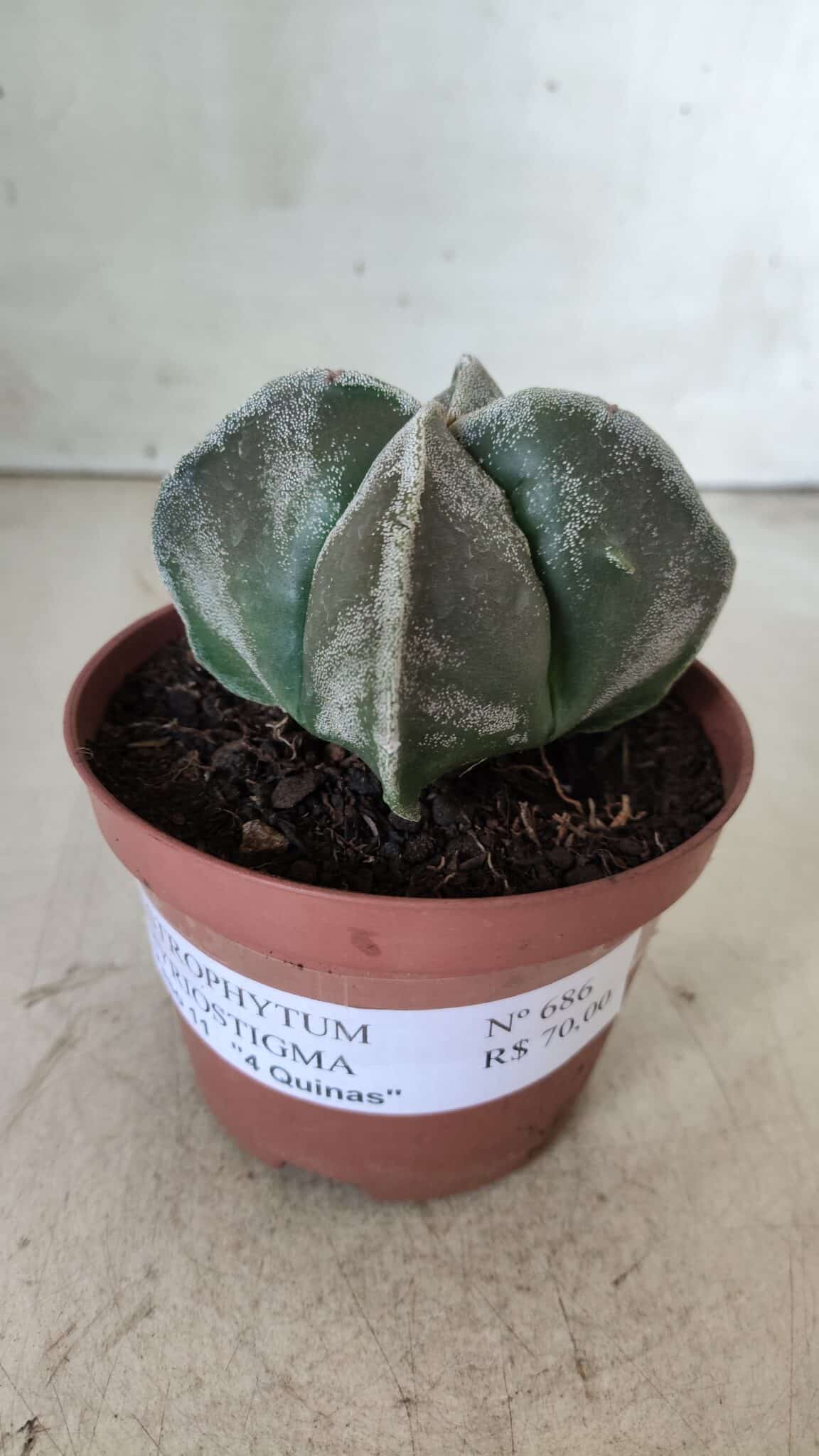 ASTROPHYTUM MYRIOSTIGMA Nº 686 "4 Quinas"– vaso 11