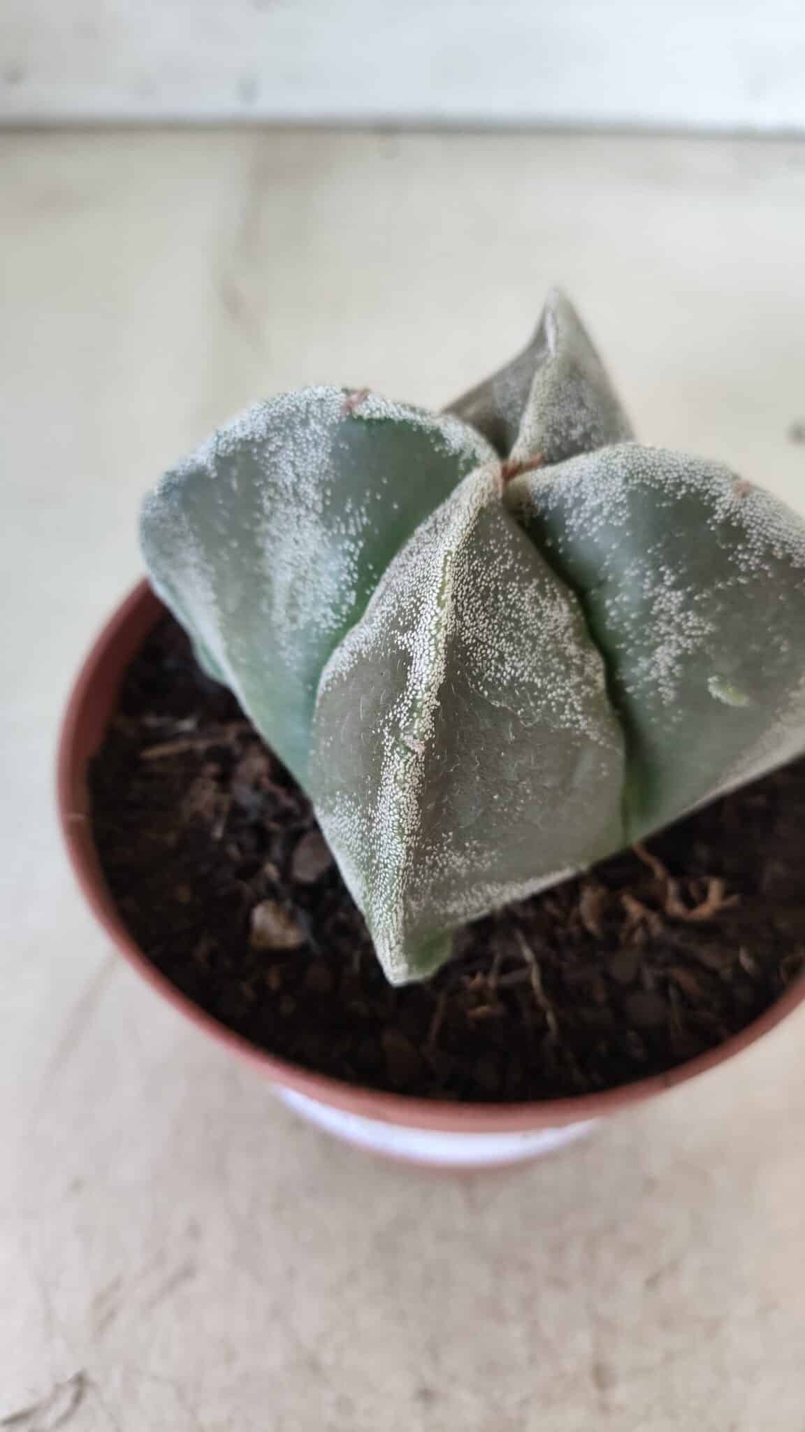 ASTROPHYTUM MYRIOSTIGMA Nº 686 "4 Quinas"– vaso 11