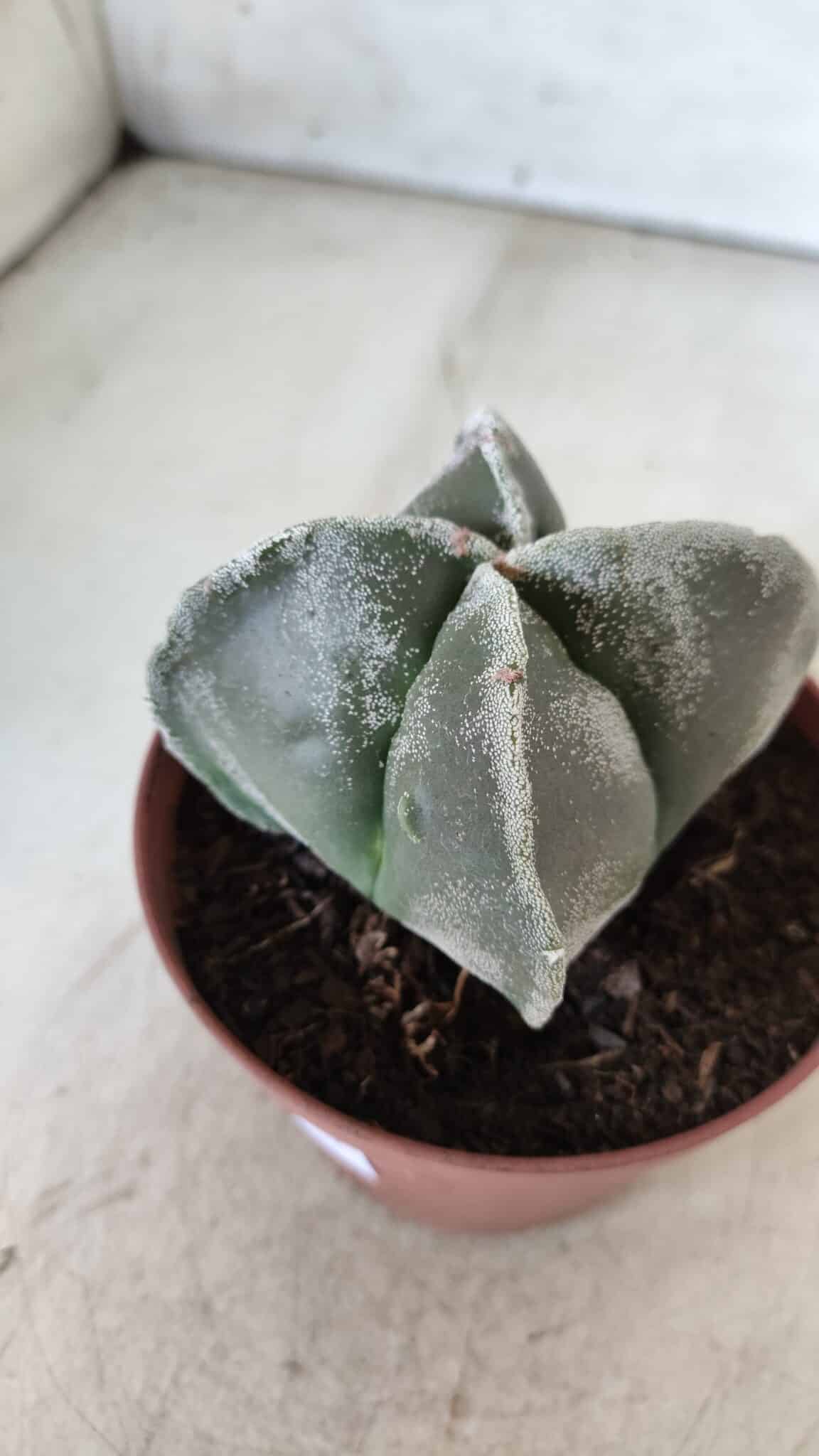 ASTROPHYTUM MYRIOSTIGMA Nº 686 "4 Quinas"– vaso 11