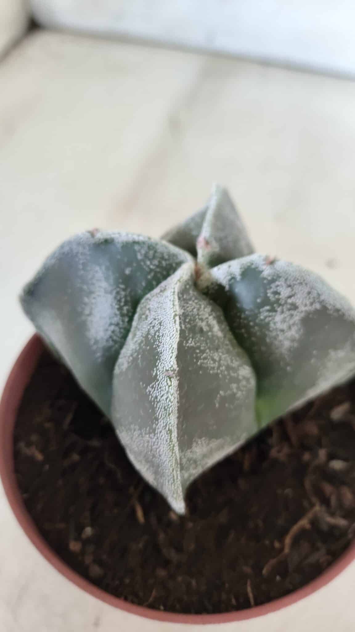 ASTROPHYTUM MYRIOSTIGMA Nº 686 "4 Quinas"– vaso 11