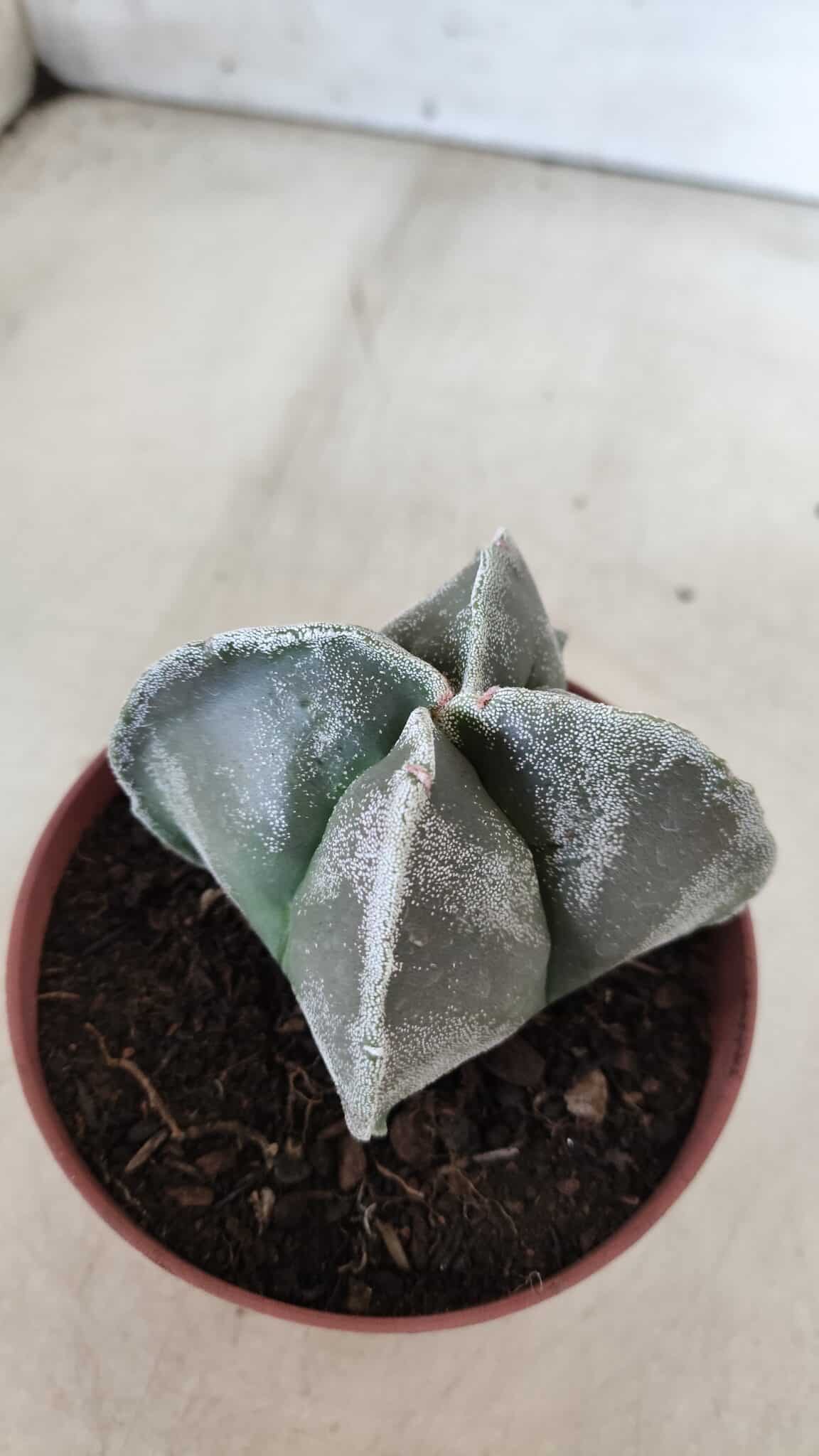 ASTROPHYTUM MYRIOSTIGMA Nº 686 "4 Quinas"– vaso 11