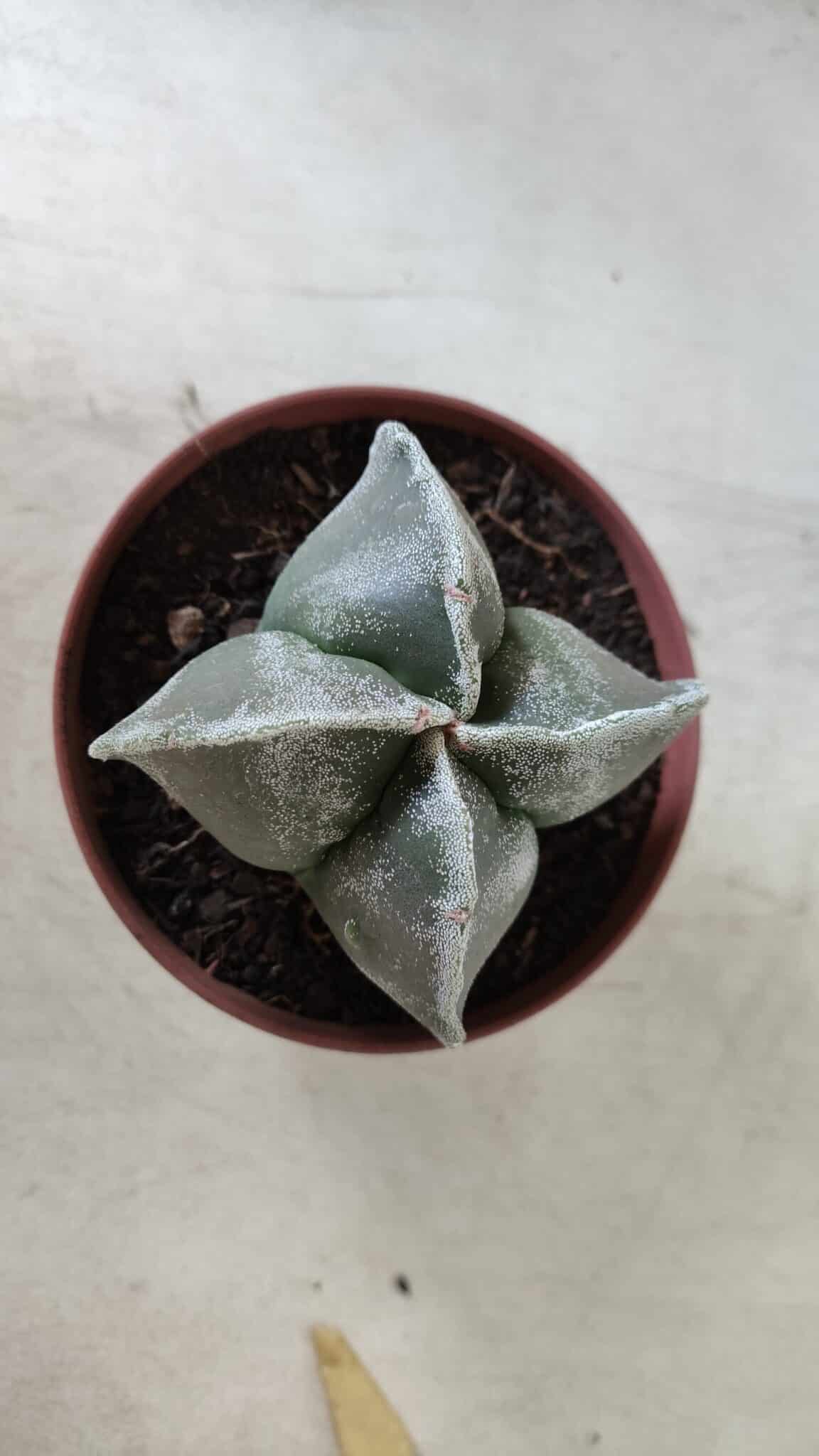 ASTROPHYTUM MYRIOSTIGMA Nº 686 "4 Quinas"– vaso 11