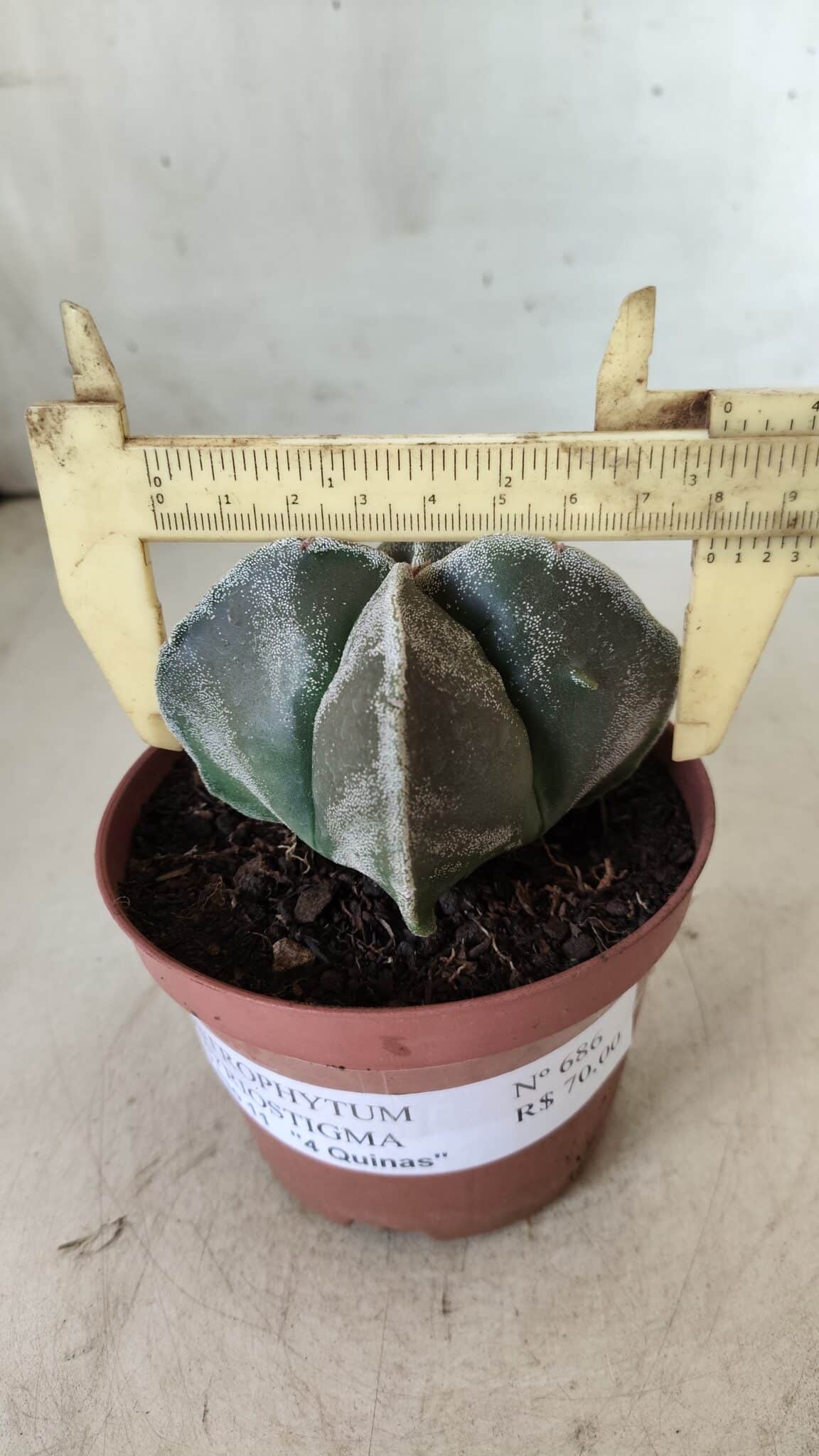 ASTROPHYTUM MYRIOSTIGMA Nº 686 "4 Quinas"– vaso 11