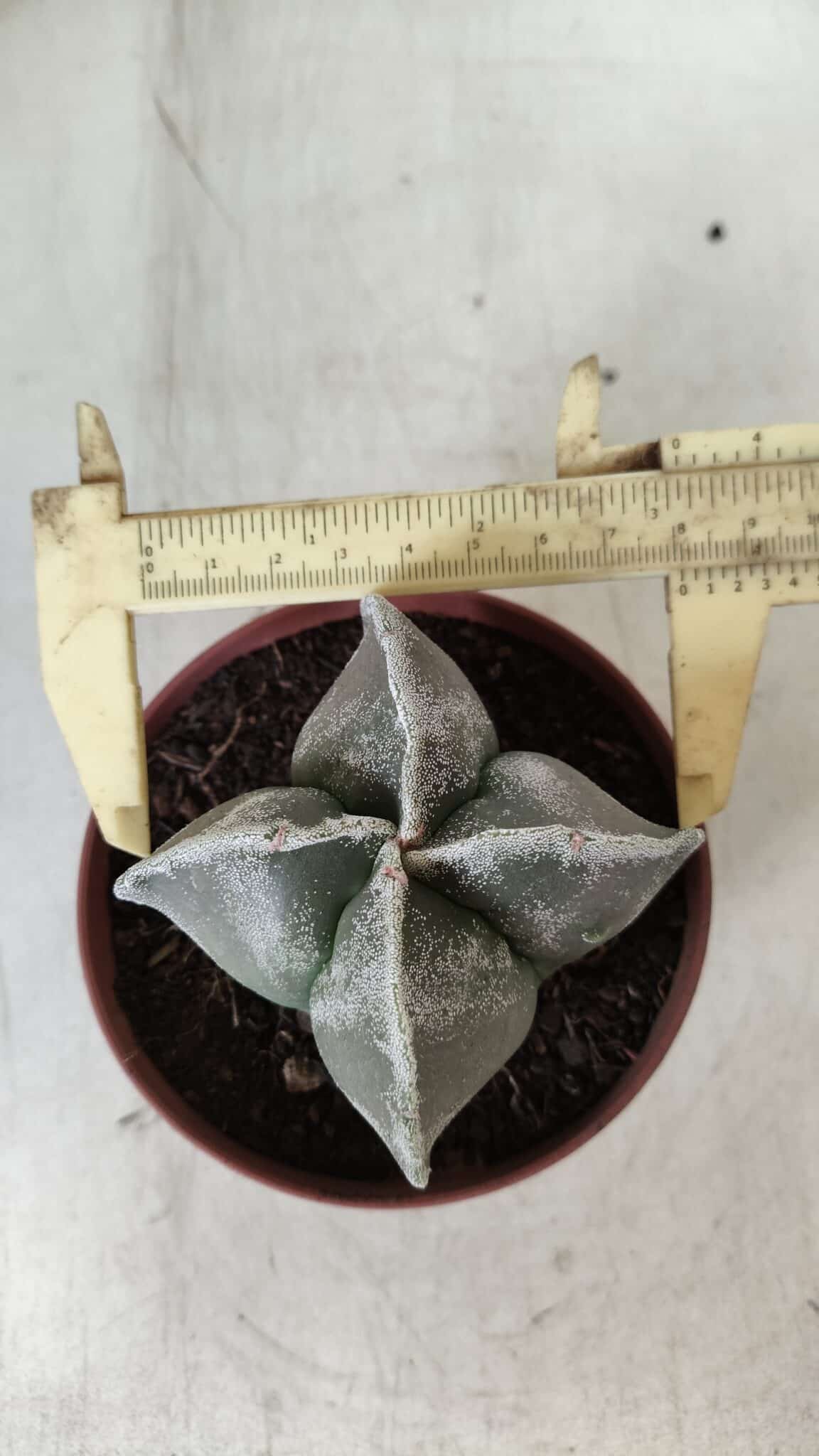 ASTROPHYTUM MYRIOSTIGMA Nº 686 "4 Quinas"– vaso 11