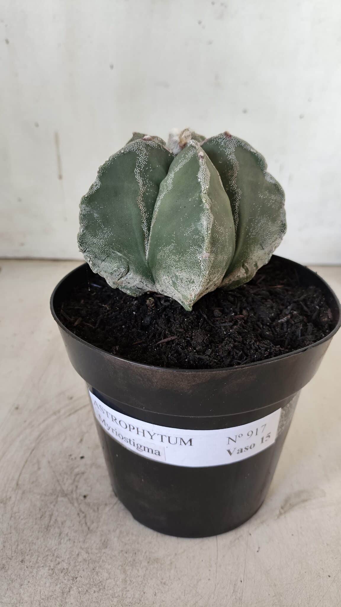ASTROPHYTUM MYRIOSTIGMA  Nº 917 – vaso 15