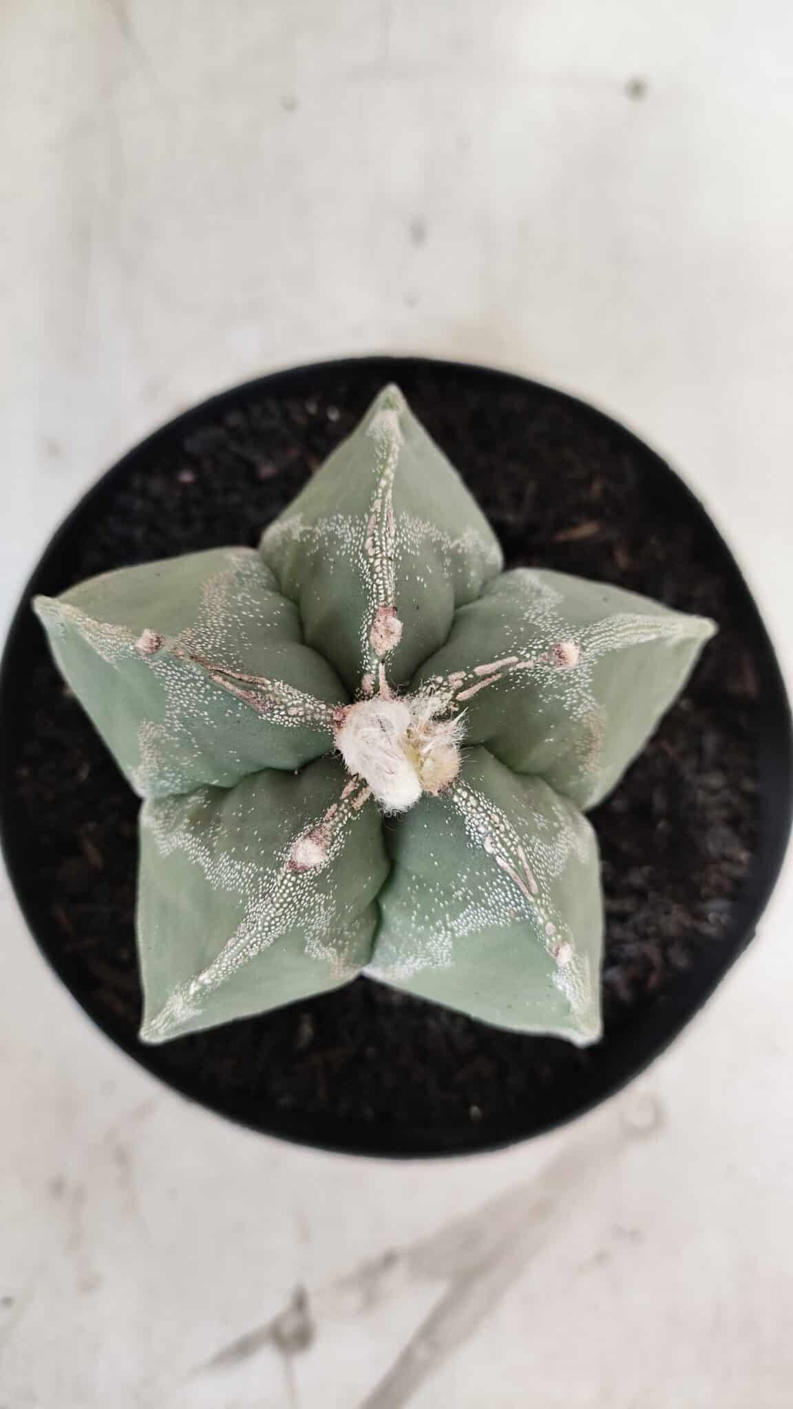 ASTROPHYTUM MYRIOSTIGMA  Nº 917 – vaso 15
