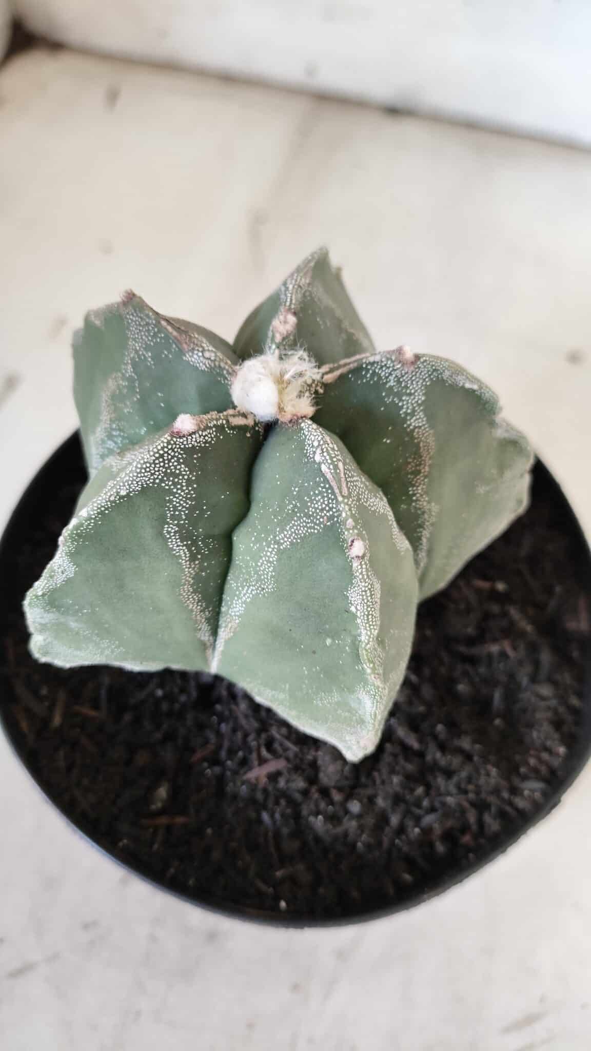 ASTROPHYTUM MYRIOSTIGMA  Nº 917 – vaso 15