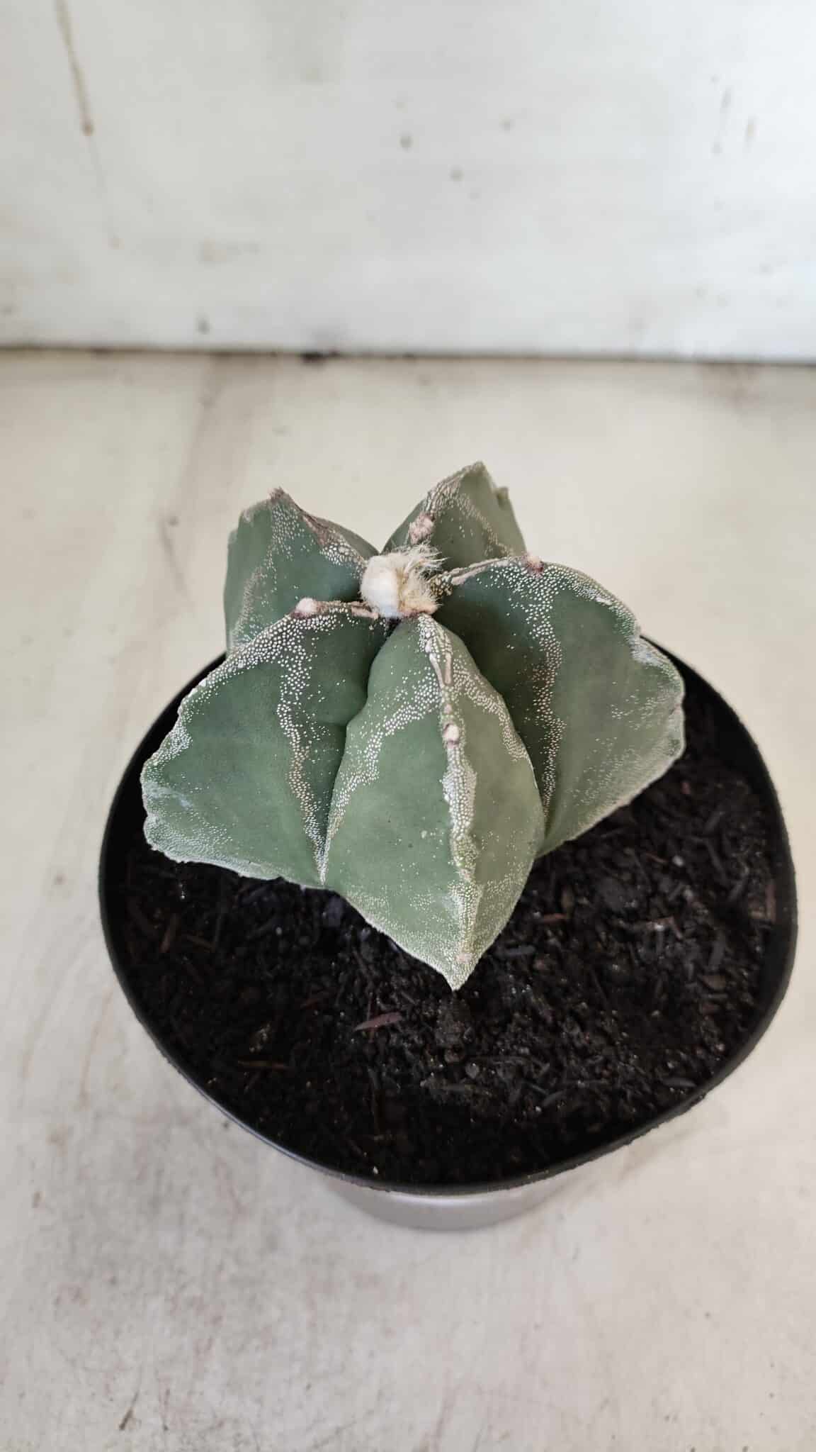 ASTROPHYTUM MYRIOSTIGMA  Nº 917 – vaso 15