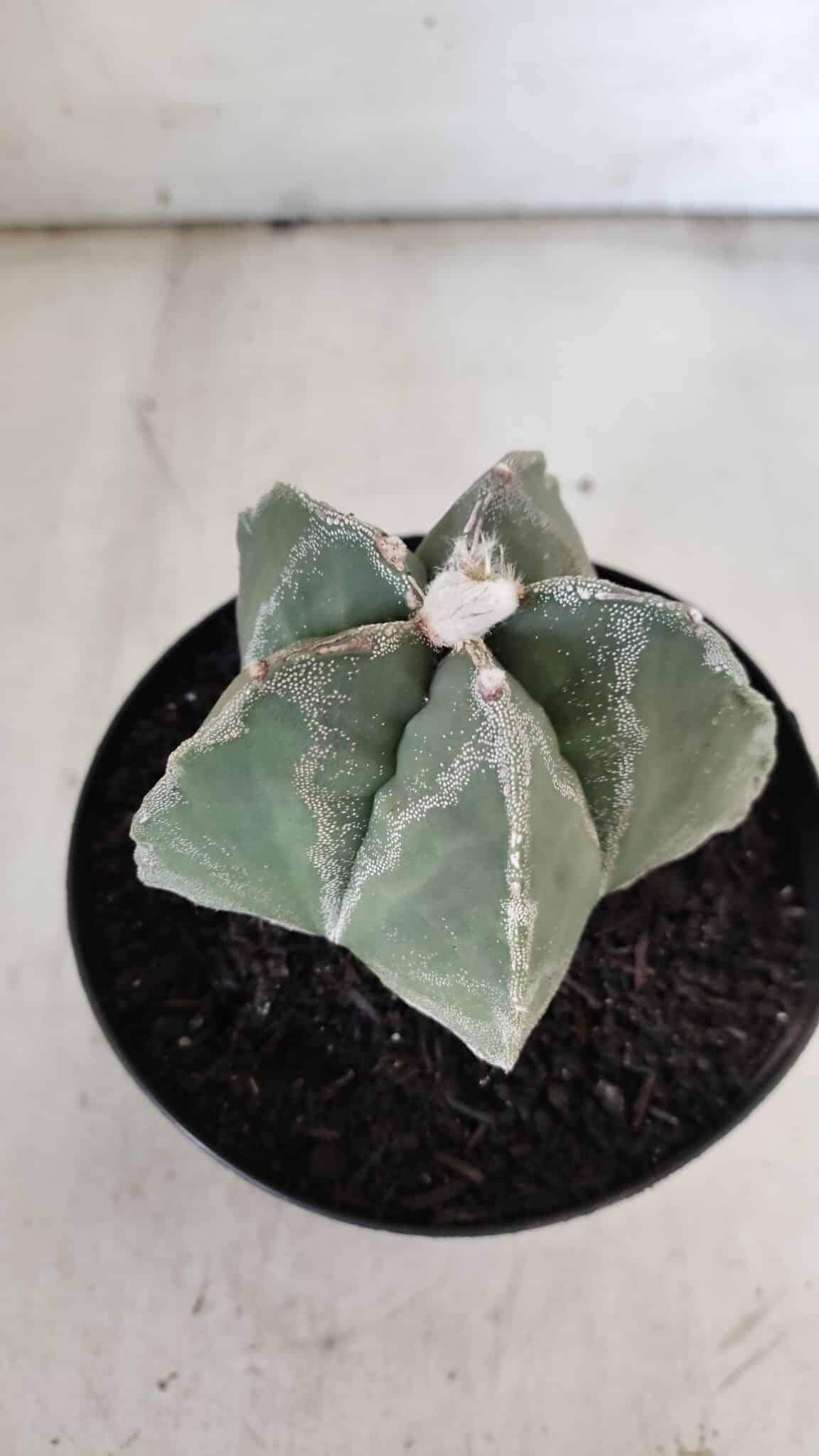 ASTROPHYTUM MYRIOSTIGMA  Nº 917 – vaso 15