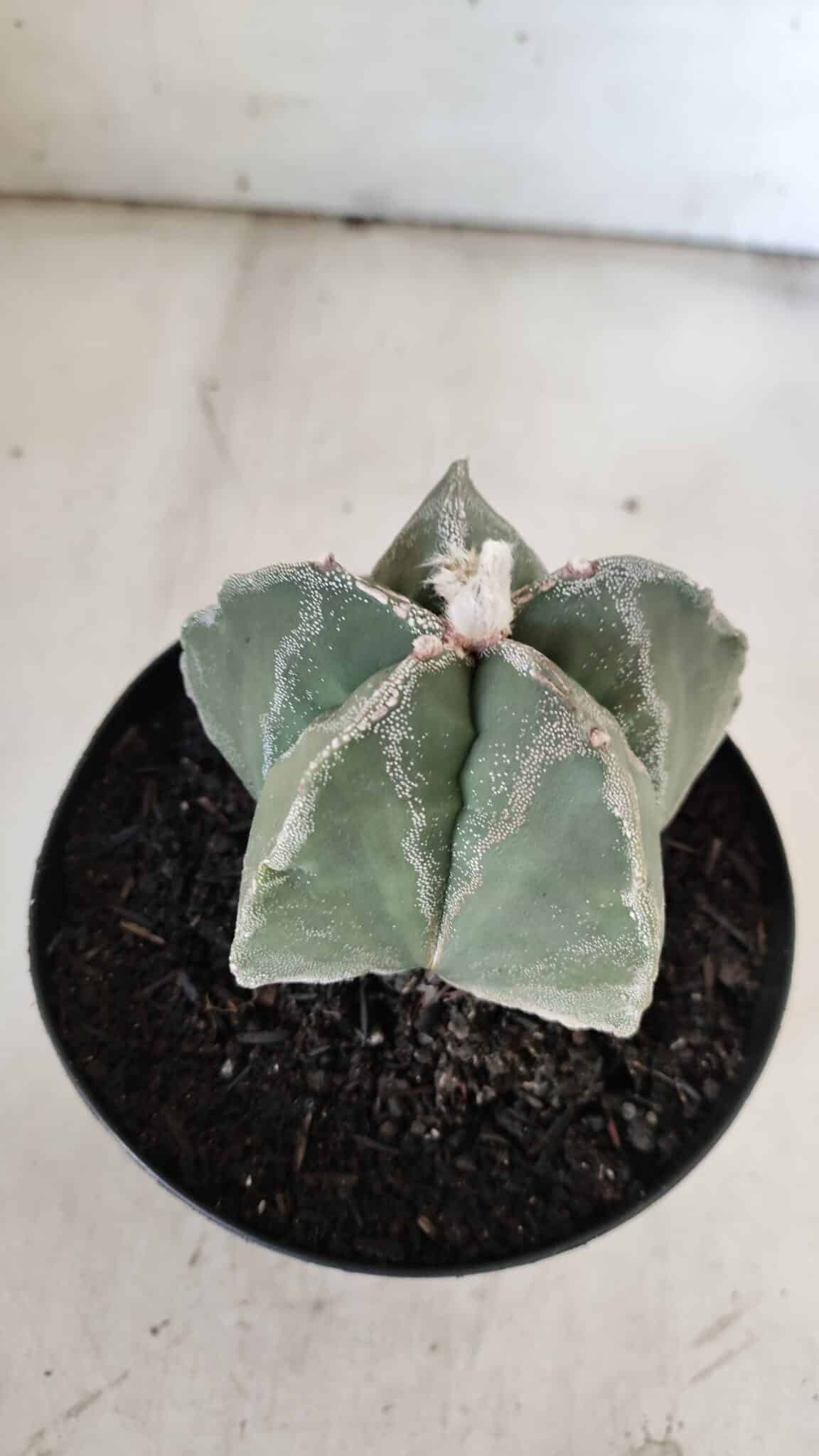 ASTROPHYTUM MYRIOSTIGMA  Nº 917 – vaso 15