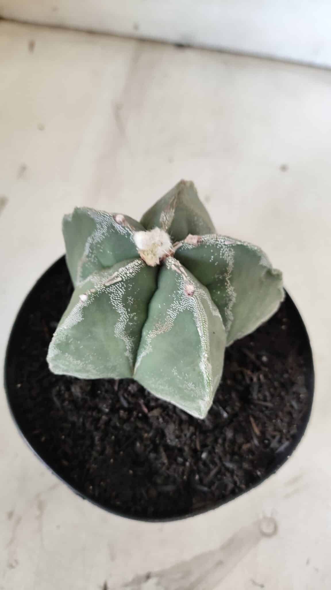ASTROPHYTUM MYRIOSTIGMA  Nº 917 – vaso 15