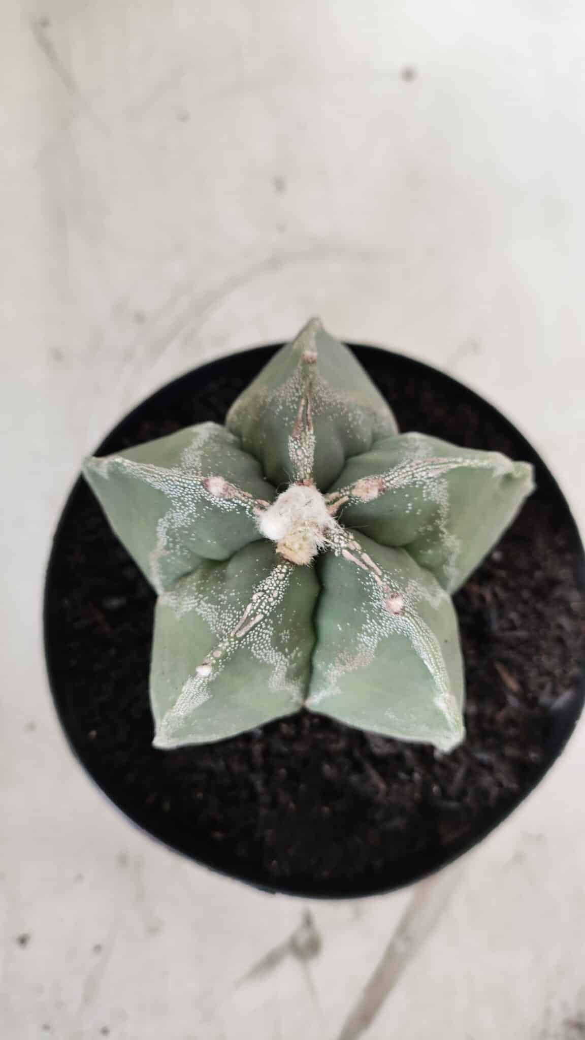 ASTROPHYTUM MYRIOSTIGMA  Nº 917 – vaso 15