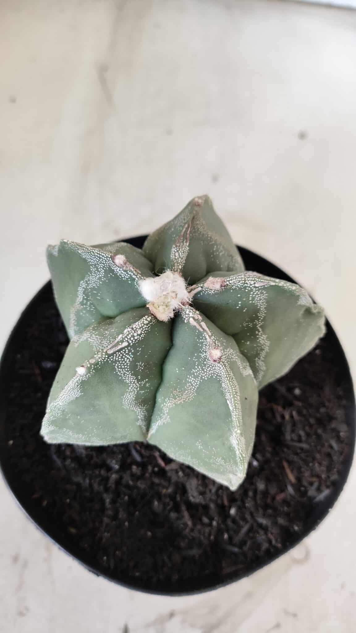 ASTROPHYTUM MYRIOSTIGMA  Nº 917 – vaso 15