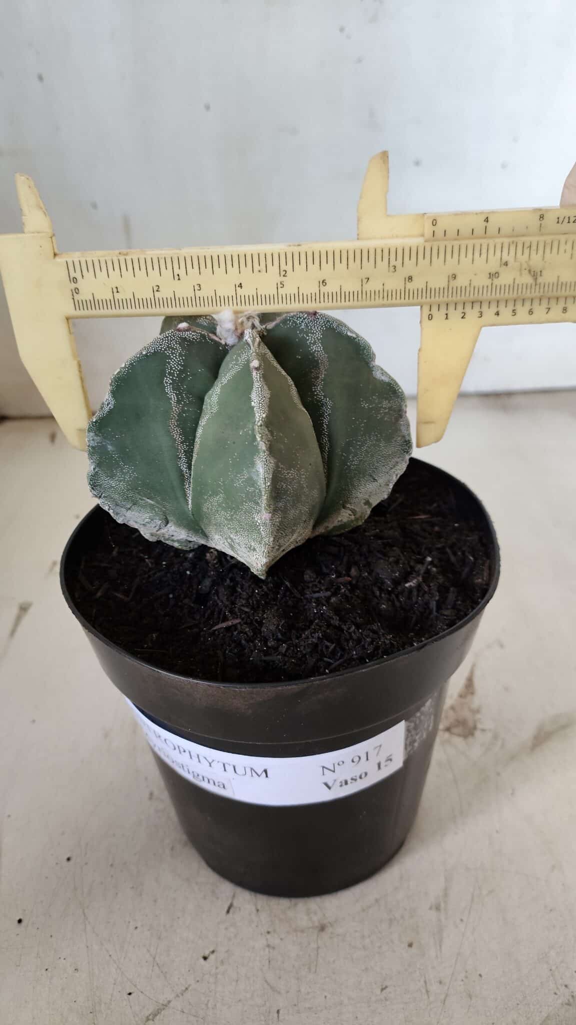 ASTROPHYTUM MYRIOSTIGMA  Nº 917 – vaso 15