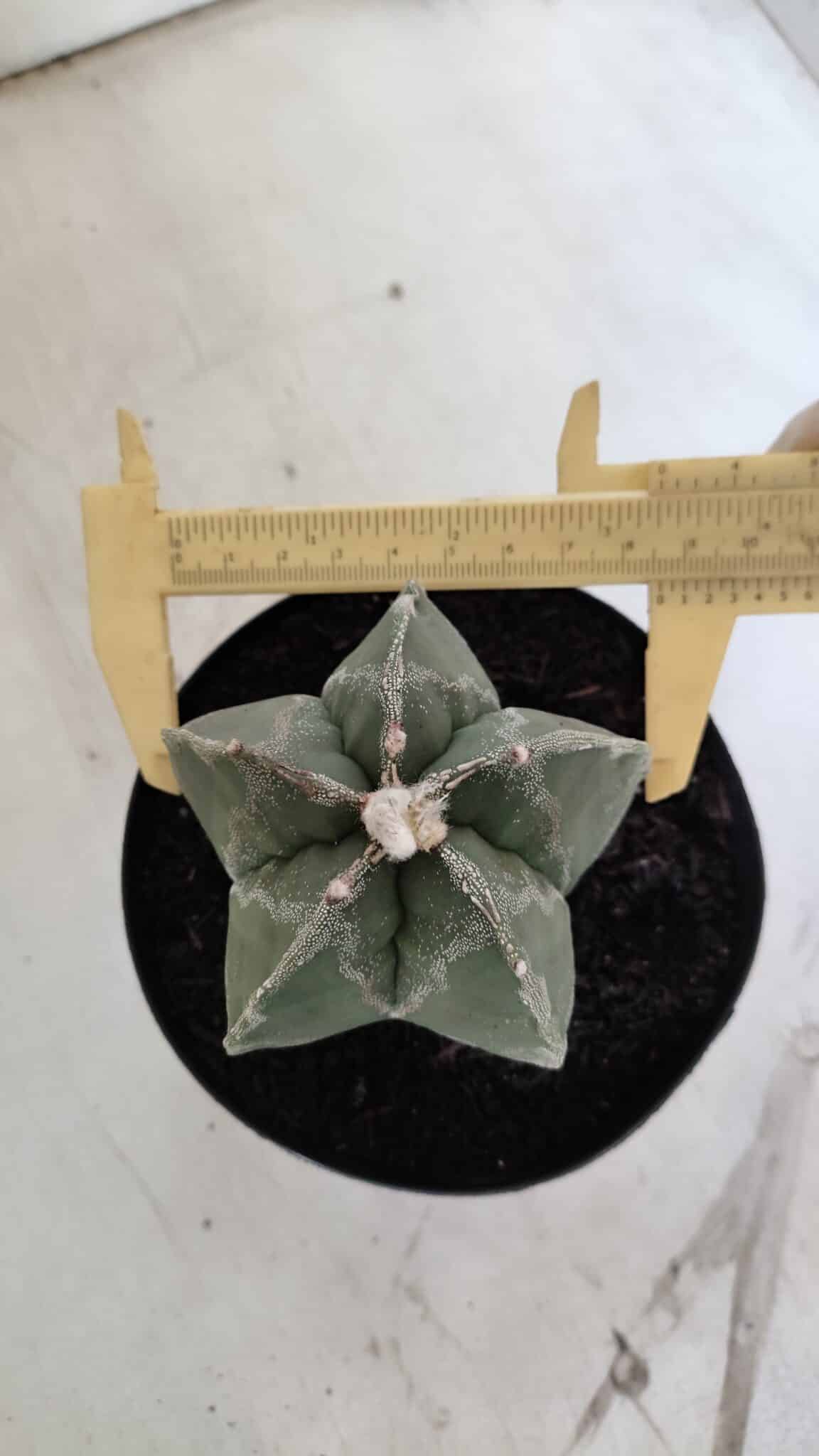 ASTROPHYTUM MYRIOSTIGMA  Nº 917 – vaso 15