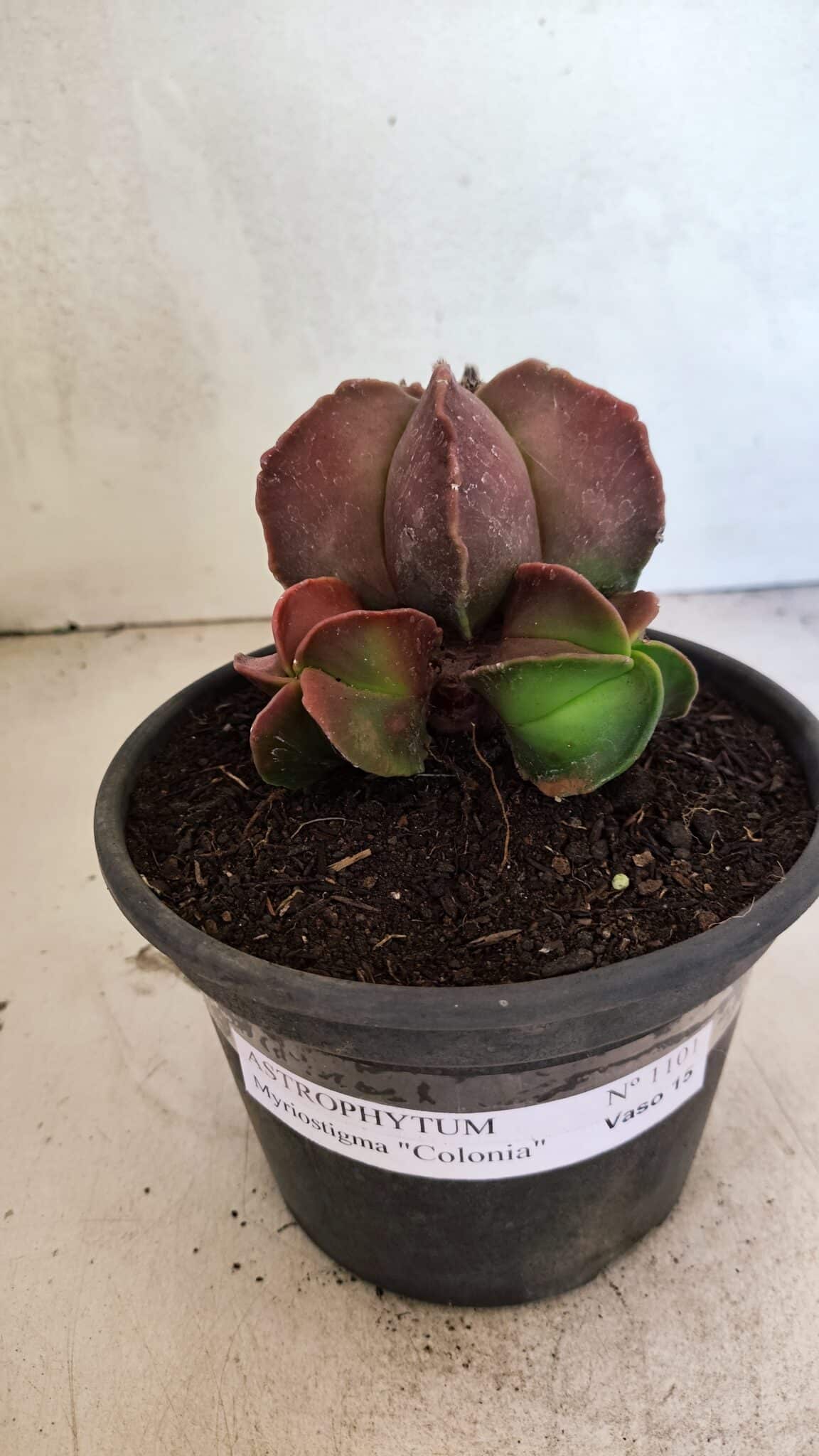 ASTROPHYTUM MYRIOSTIGMA "Colônia" Nº 1101 – vaso 15 - foto 2