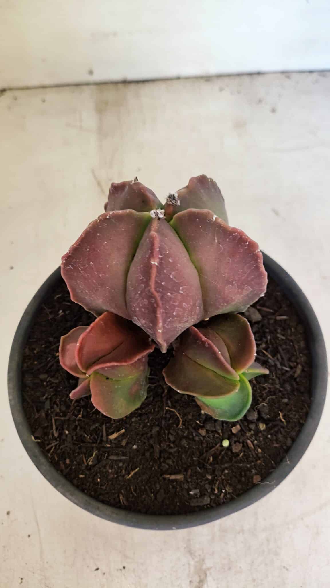 ASTROPHYTUM MYRIOSTIGMA "Colônia" Nº 1101 – vaso 15 - foto 3