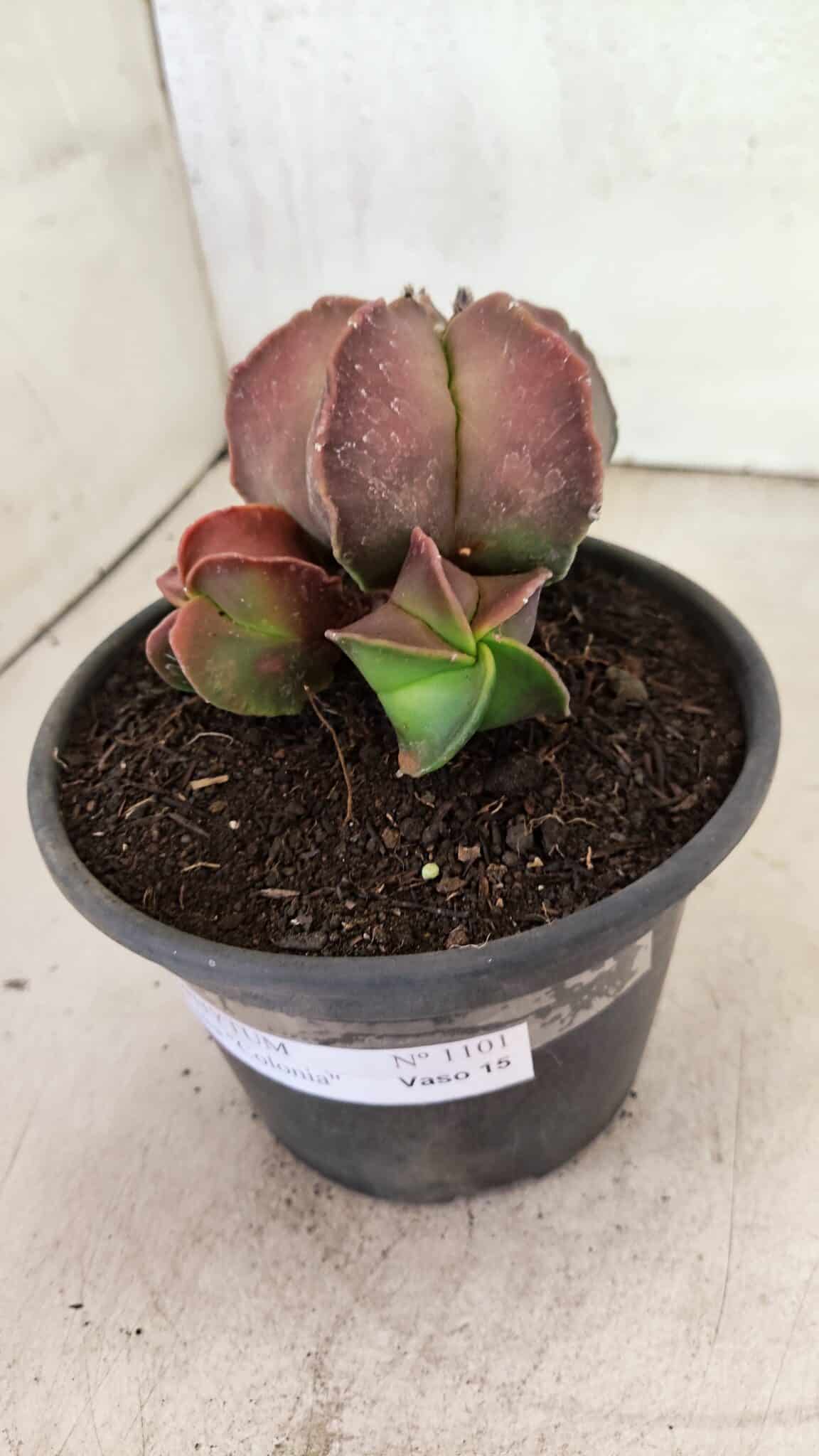 ASTROPHYTUM MYRIOSTIGMA "Colônia" Nº 1101 – vaso 15 - foto 6
