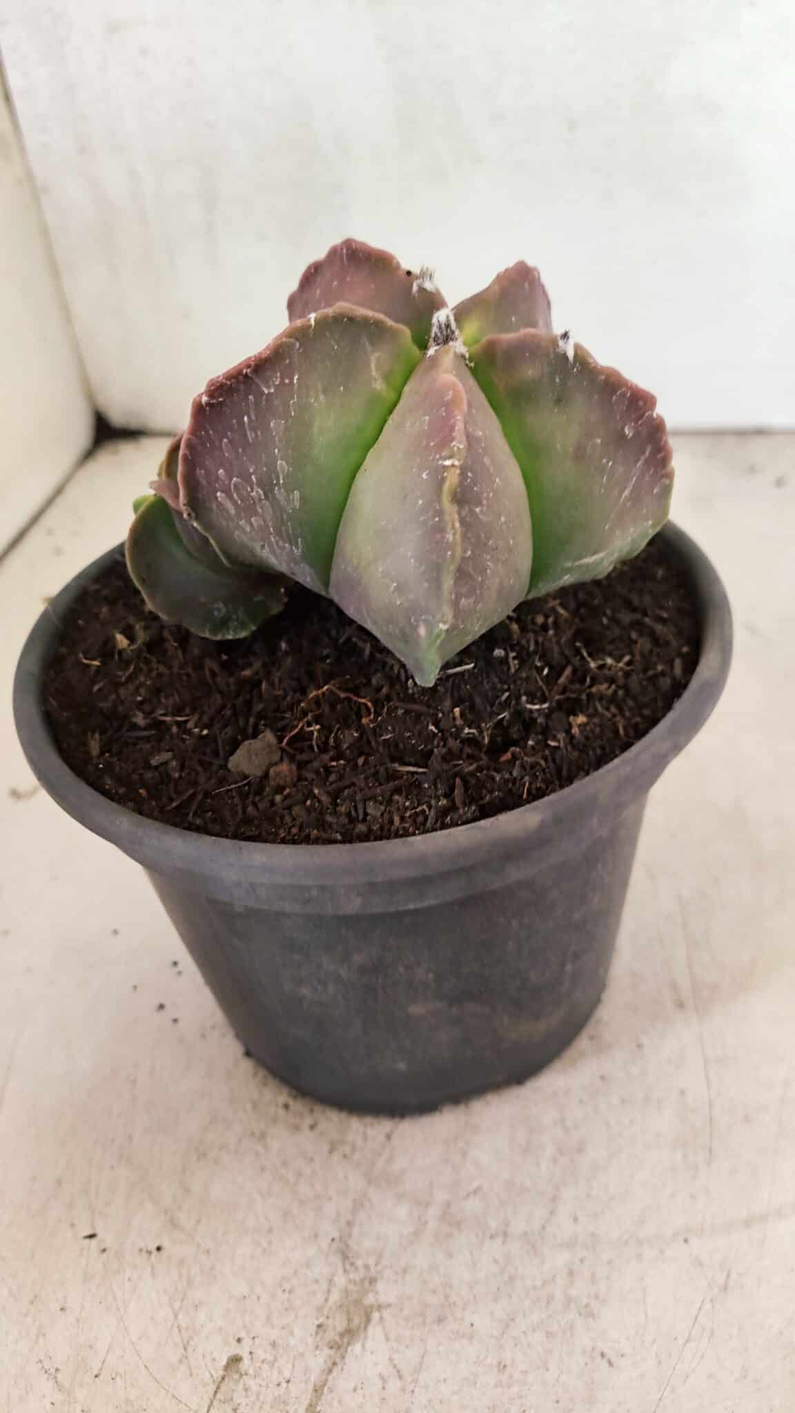 ASTROPHYTUM MYRIOSTIGMA "Colônia" Nº 1101 – vaso 15 - foto 8