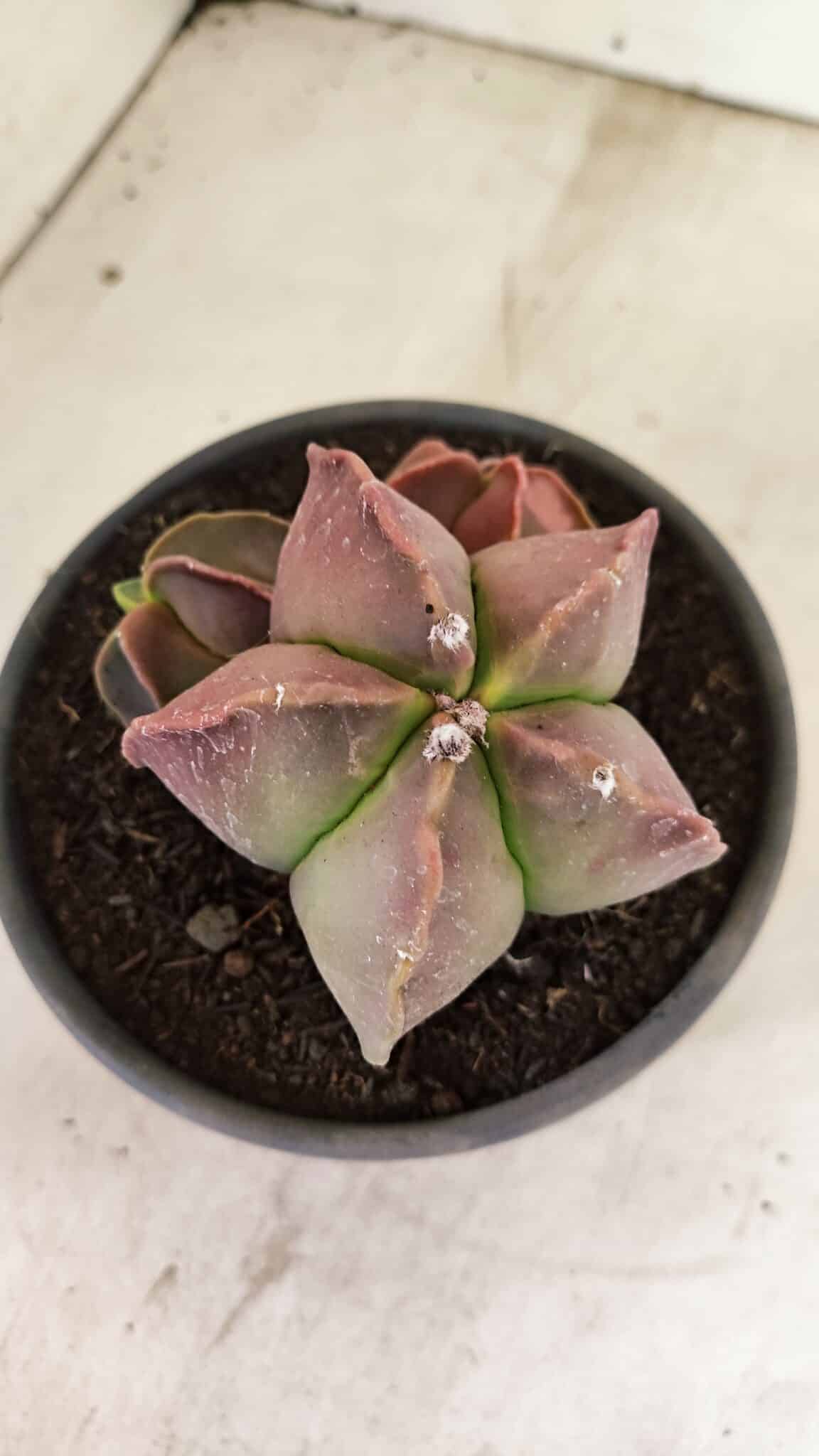 ASTROPHYTUM MYRIOSTIGMA "Colônia" Nº 1101 – vaso 15 - foto 7