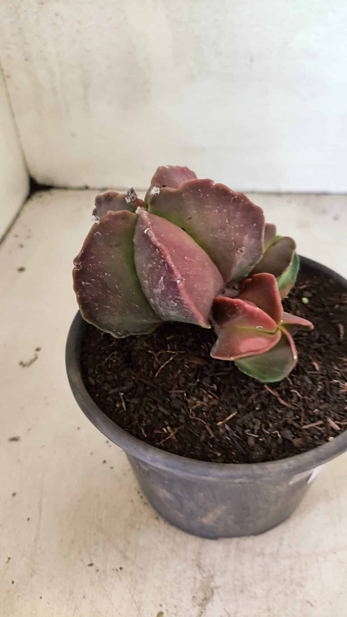 ASTROPHYTUM MYRIOSTIGMA "Colônia" Nº 1101 – vaso 15 - foto 5