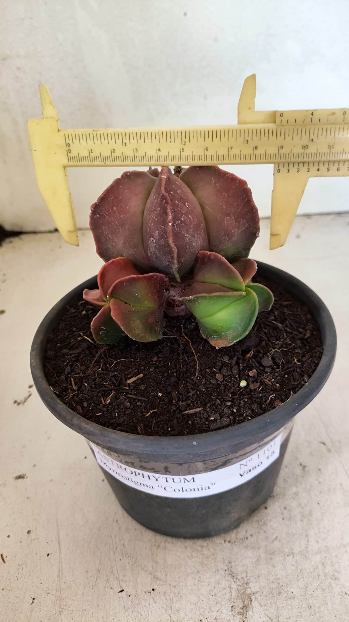 ASTROPHYTUM MYRIOSTIGMA "Colônia" Nº 1101 – vaso 15 - foto 4