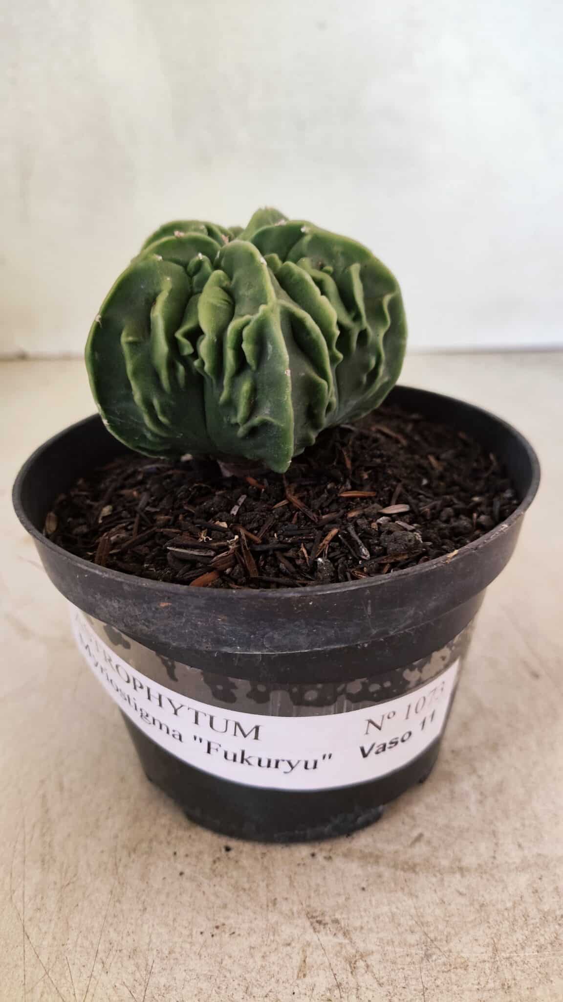 ASTROPHYTUM Myriostigma FUKURYU Nº 1073 – vaso 11 - foto 2