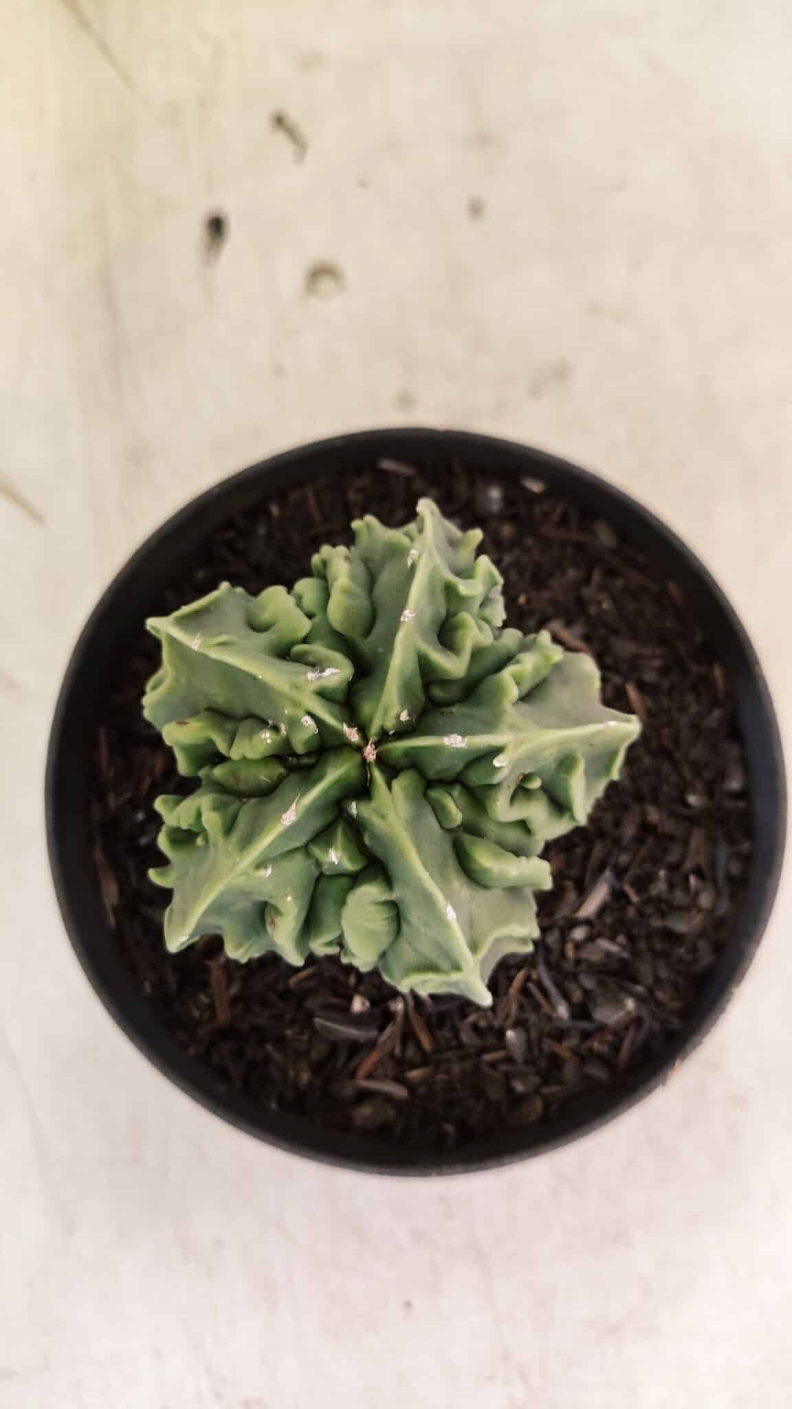 ASTROPHYTUM Myriostigma FUKURYU Nº 1073 – vaso 11 - foto 10