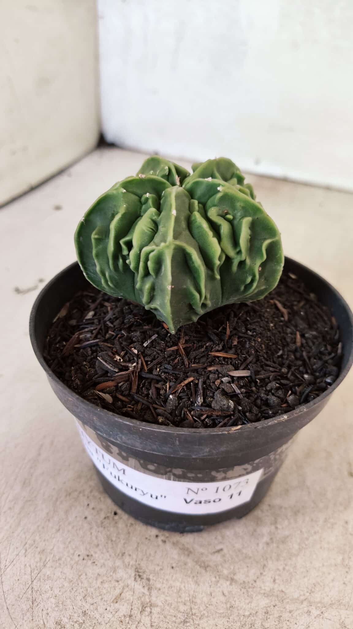 ASTROPHYTUM Myriostigma FUKURYU Nº 1073 – vaso 11 - foto 9