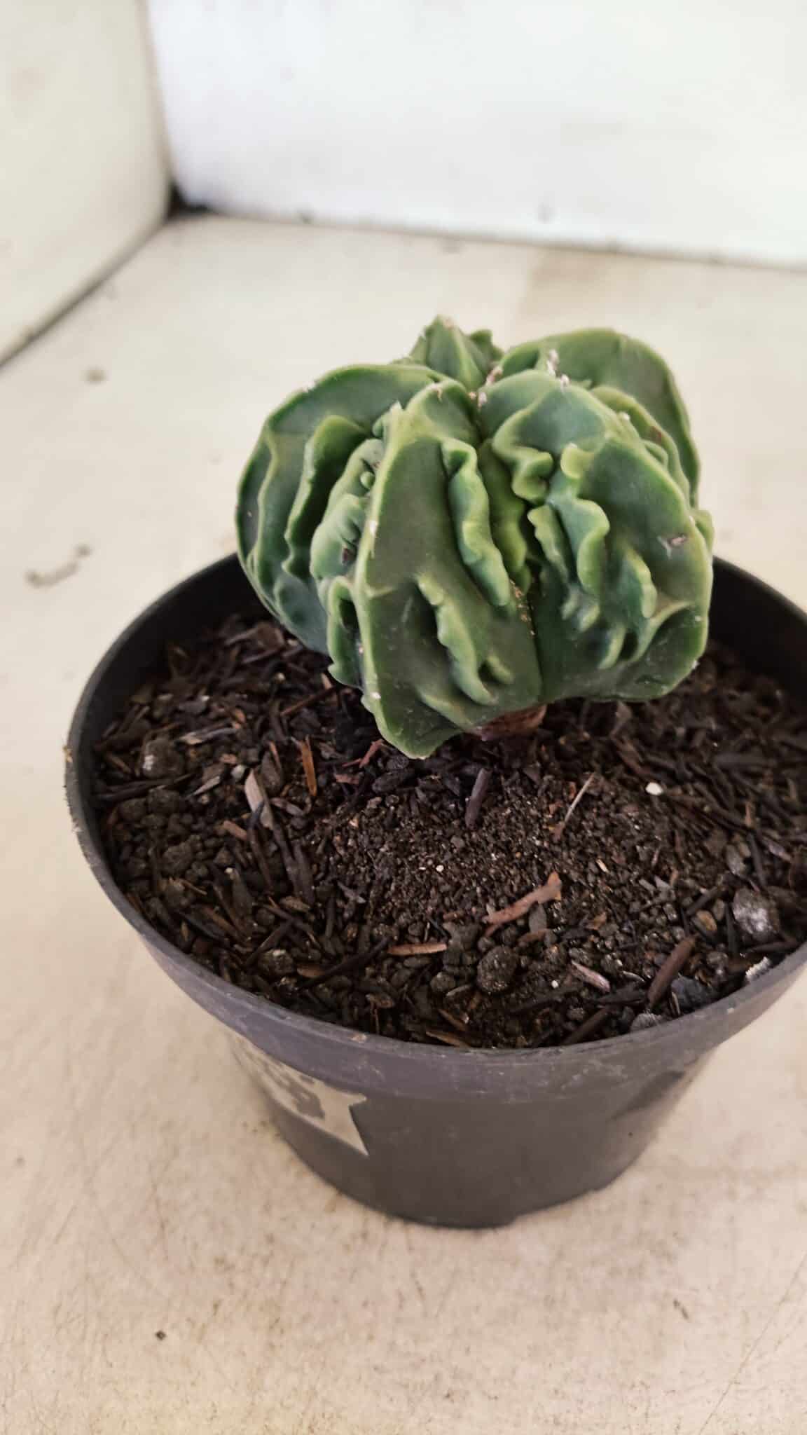 ASTROPHYTUM Myriostigma FUKURYU Nº 1073 – vaso 11 - foto 8