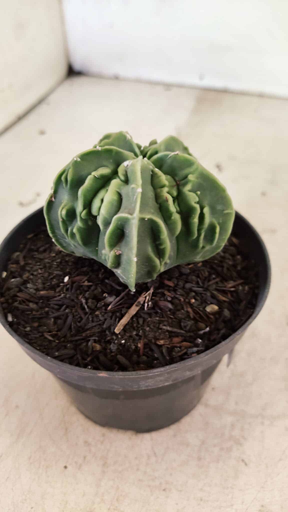 ASTROPHYTUM Myriostigma FUKURYU Nº 1073 – vaso 11 - foto 7