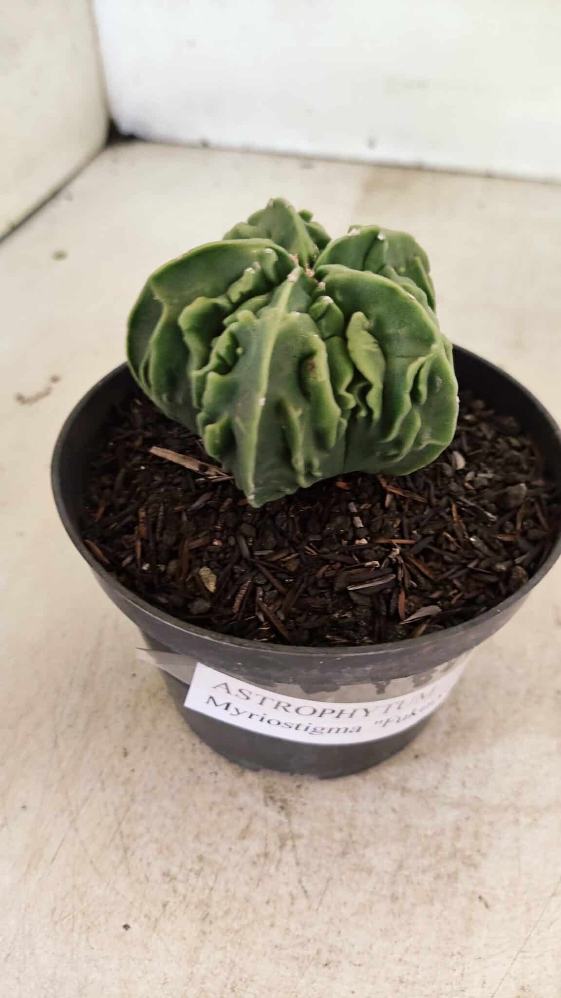 ASTROPHYTUM Myriostigma FUKURYU Nº 1073 – vaso 11 - foto 6