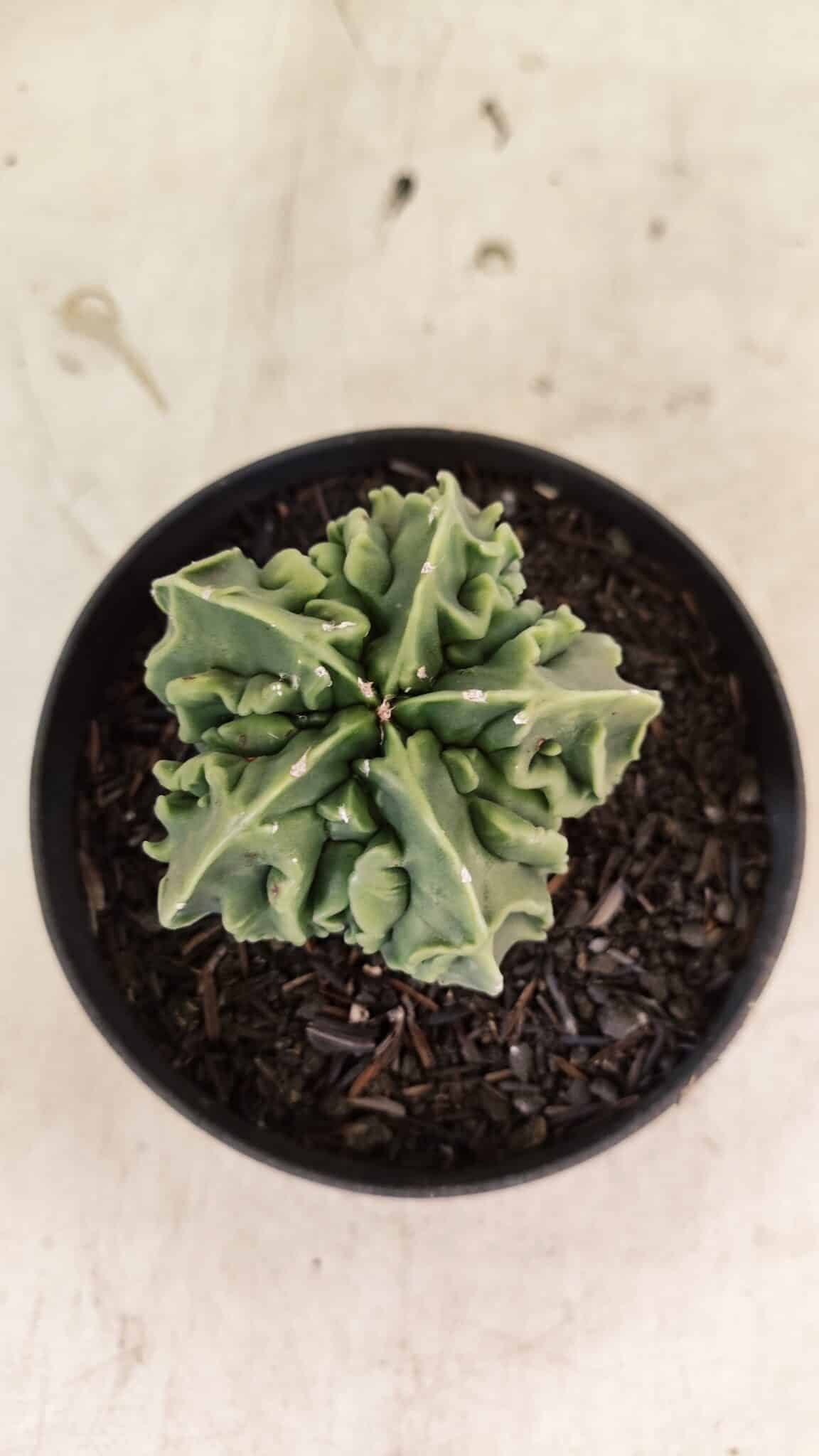 ASTROPHYTUM Myriostigma FUKURYU Nº 1073 – vaso 11 - foto 3