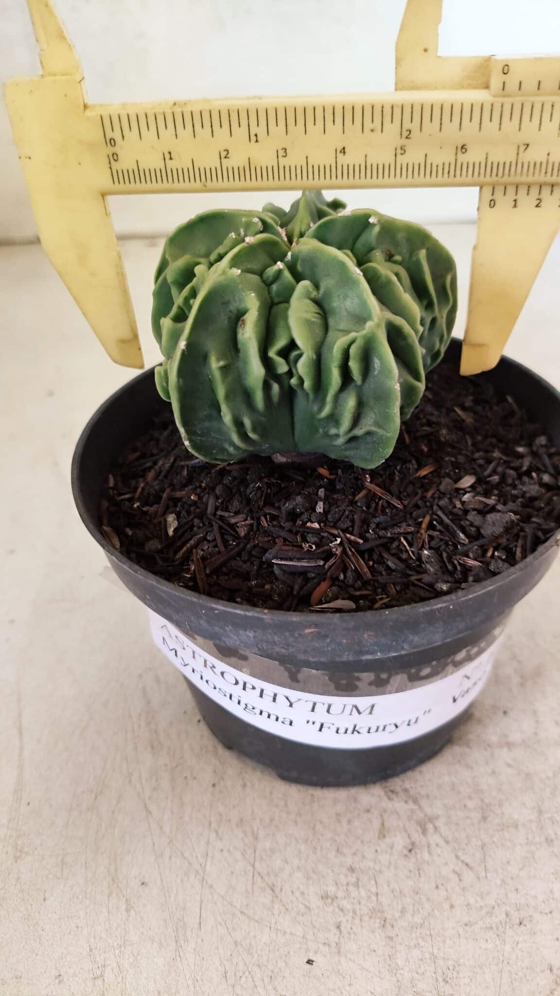 ASTROPHYTUM Myriostigma FUKURYU Nº 1073 – vaso 11 - foto 4
