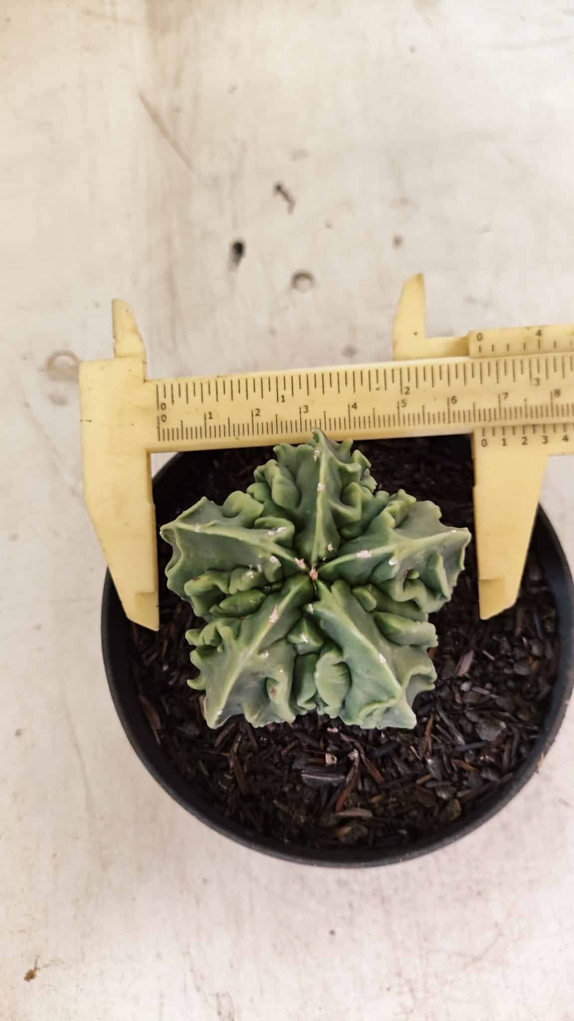 ASTROPHYTUM Myriostigma FUKURYU Nº 1073 – vaso 11 - foto 5