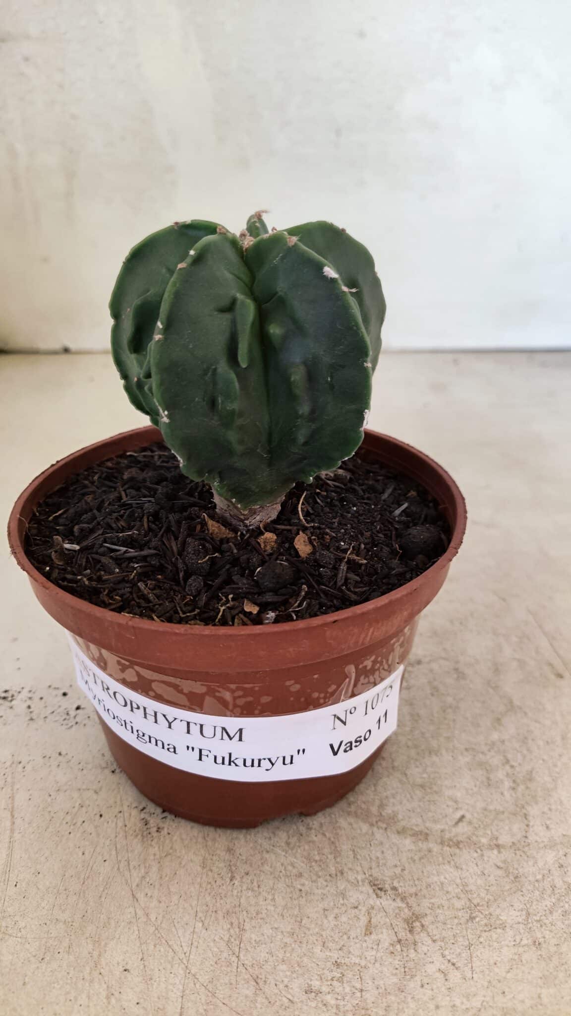 ASTROPHYTUM Myriostigma FUKURYU Nº 1075 – vaso 11 - foto 2