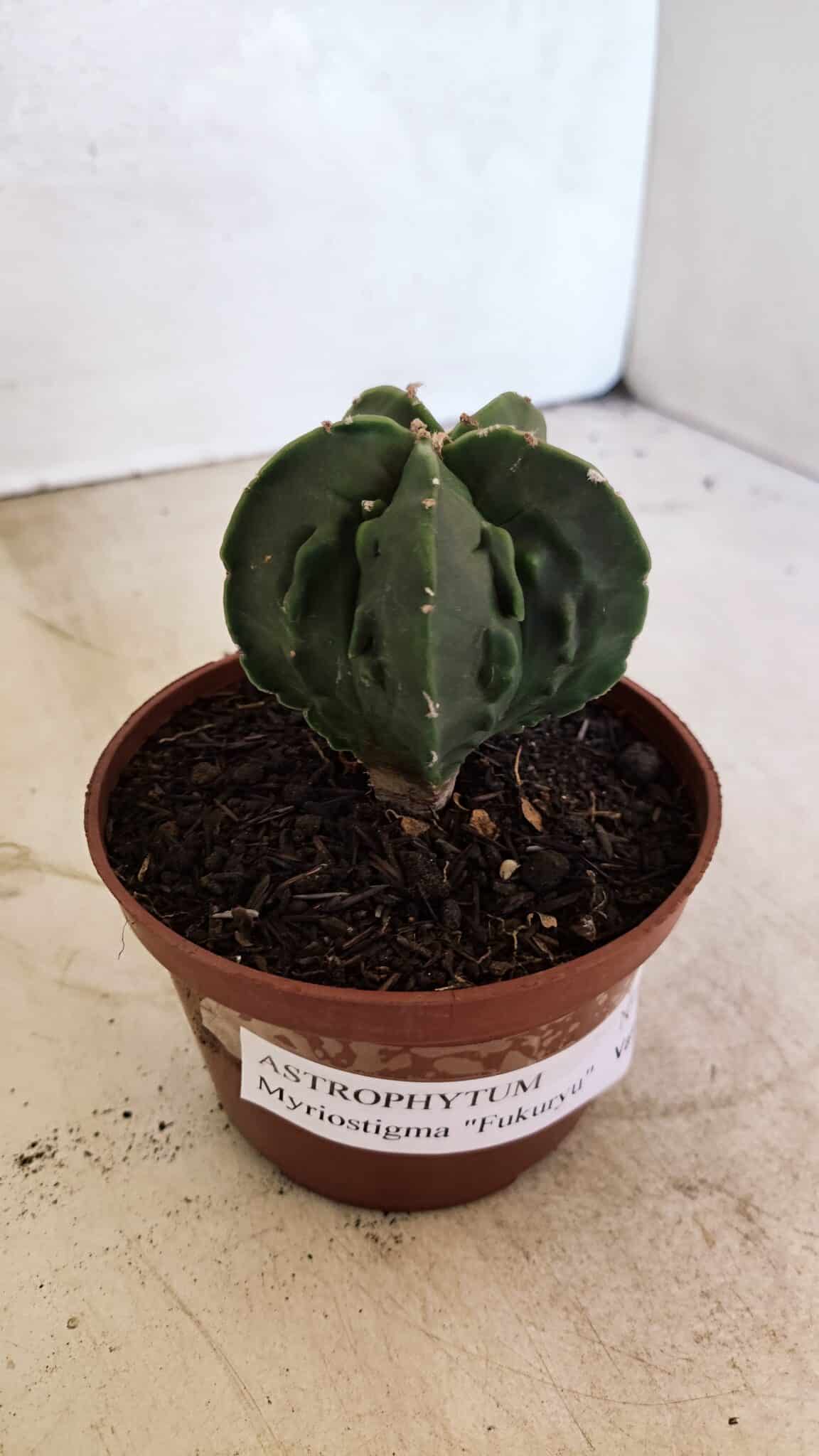 ASTROPHYTUM Myriostigma FUKURYU Nº 1075 – vaso 11 - foto 9