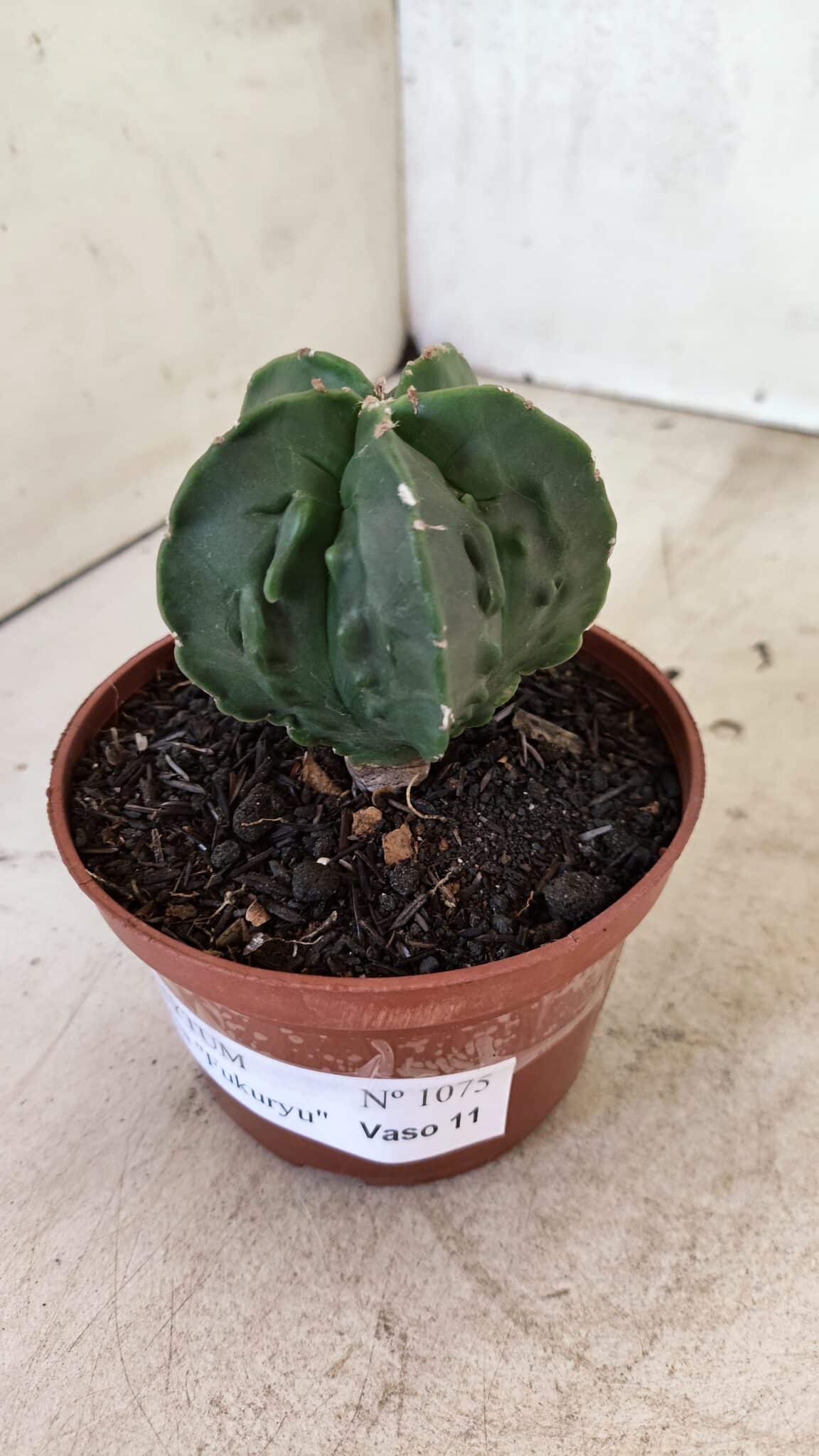 ASTROPHYTUM Myriostigma FUKURYU Nº 1075 – vaso 11 - foto 8